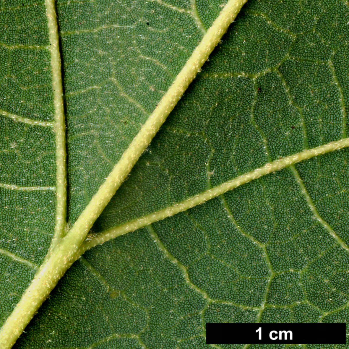 High resolution image: Family: Malvaceae - Genus: Tilia - Taxon: tuan