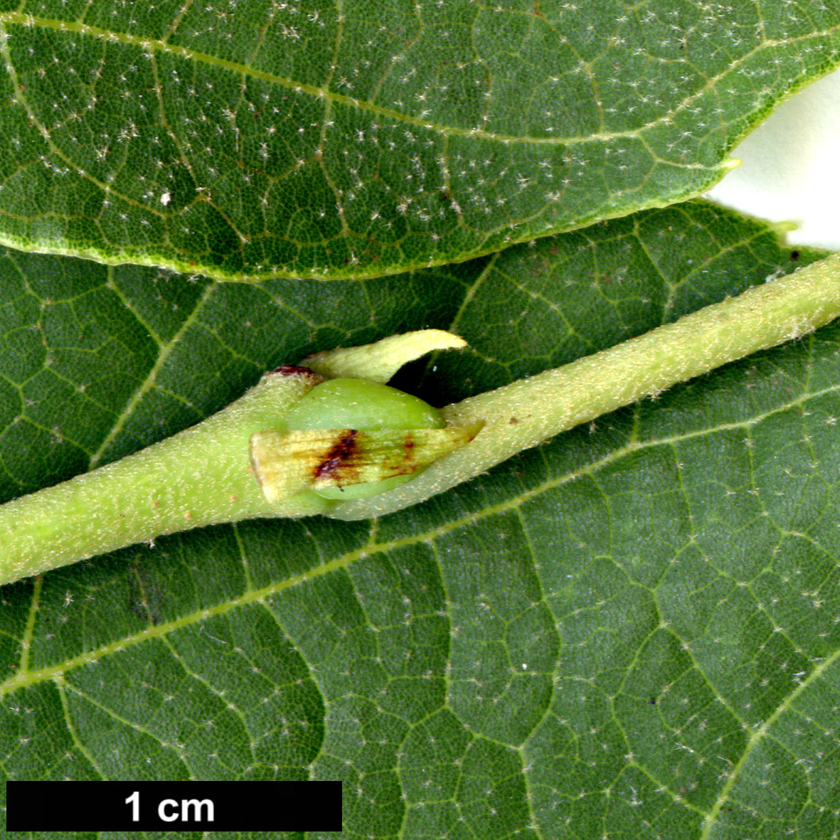 High resolution image: Family: Malvaceae - Genus: Tilia - Taxon: tuan