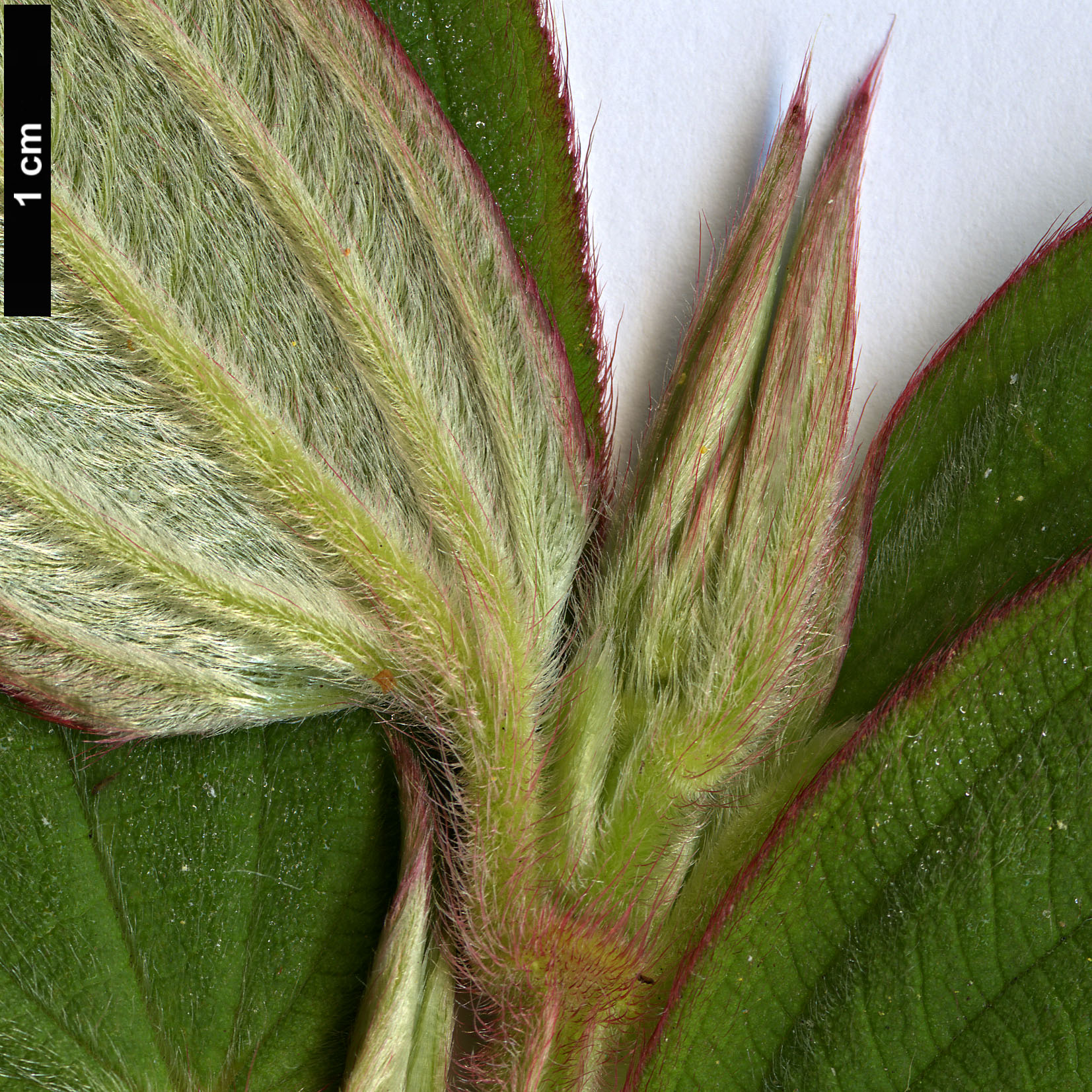 High resolution image: Family: Melastomataceae - Genus: Tibouchina - Taxon: urvilleana