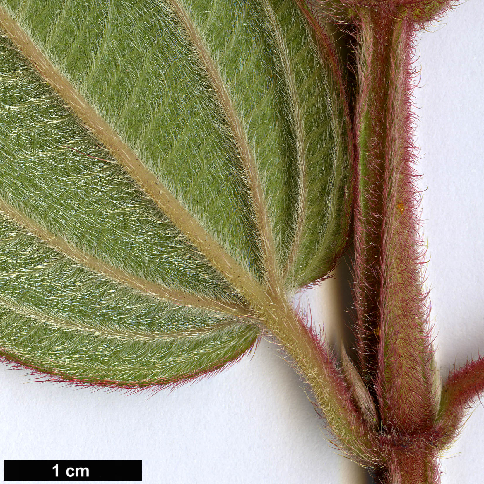 High resolution image: Family: Melastomataceae - Genus: Tibouchina - Taxon: urvilleana