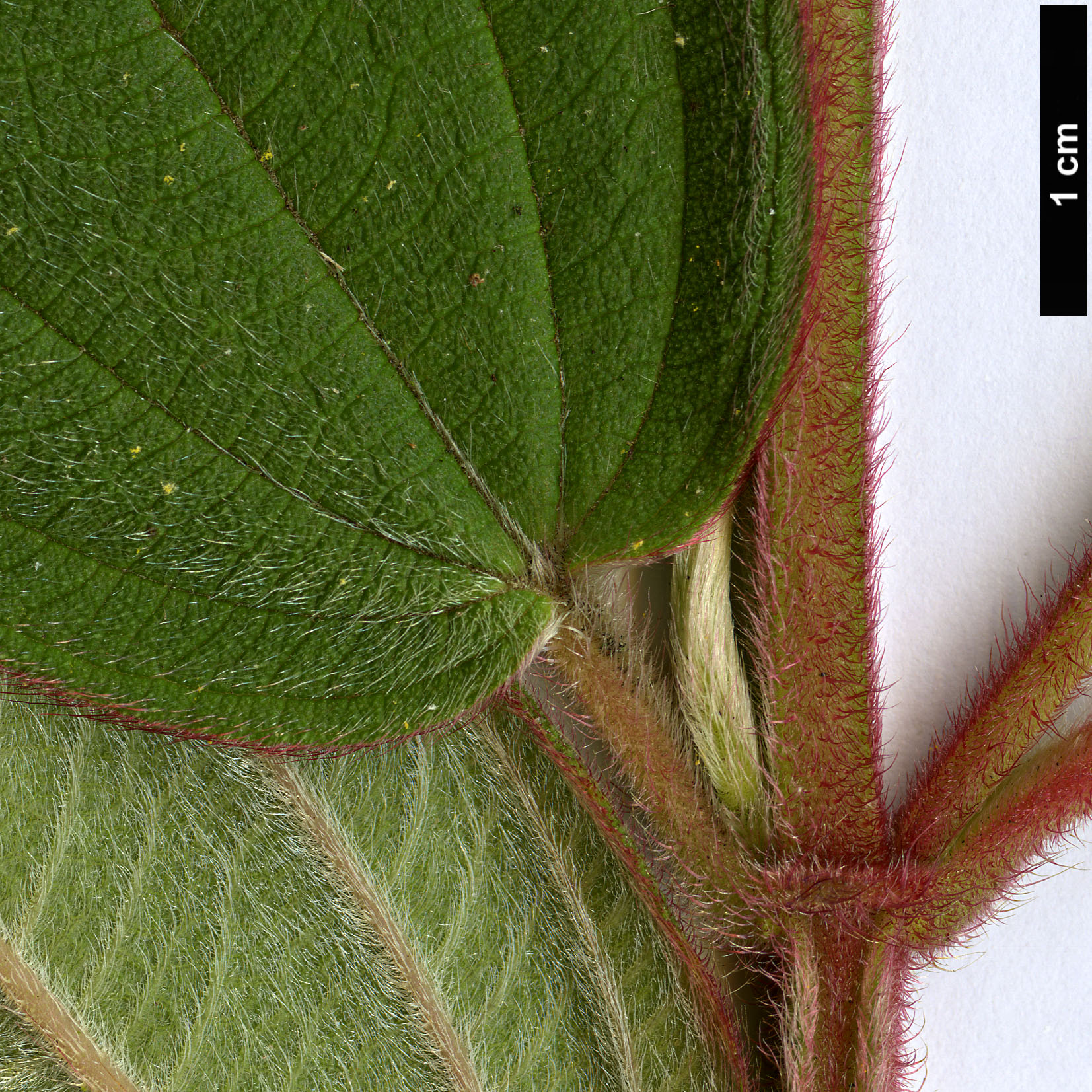 High resolution image: Family: Melastomataceae - Genus: Tibouchina - Taxon: urvilleana