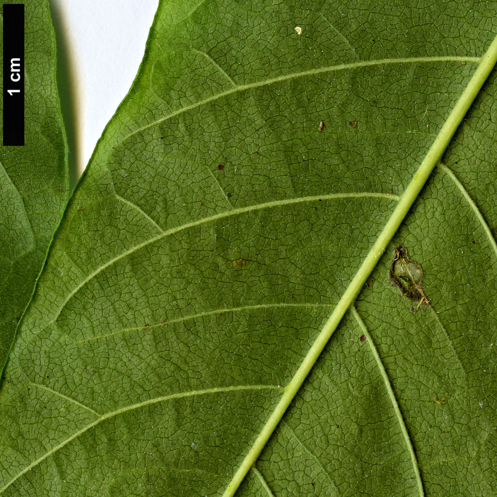 High resolution image: Family: Meliaceae - Genus: Cedrela - Taxon: odorata