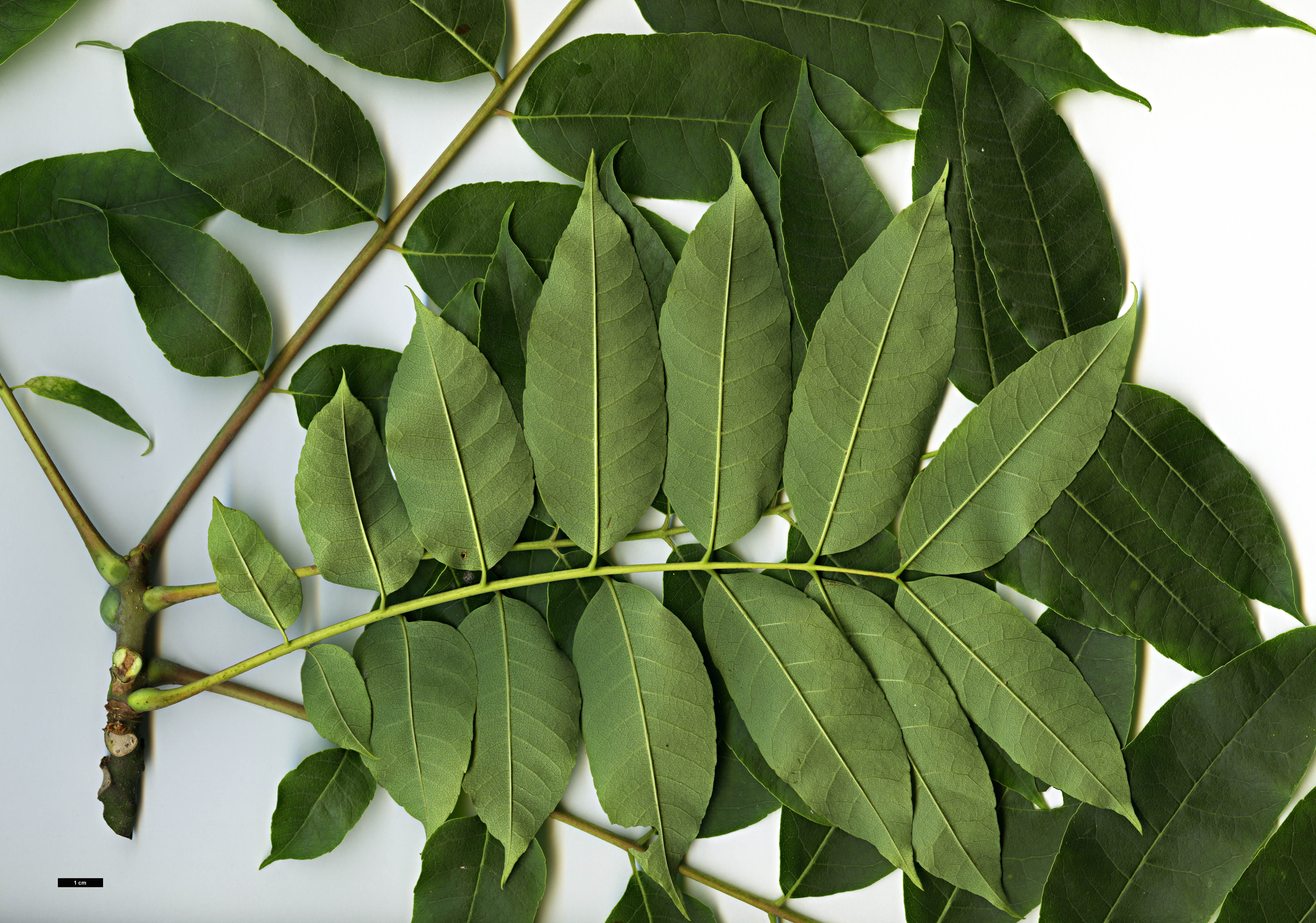 High resolution image: Family: Meliaceae - Genus: Toona - Taxon: sinensis