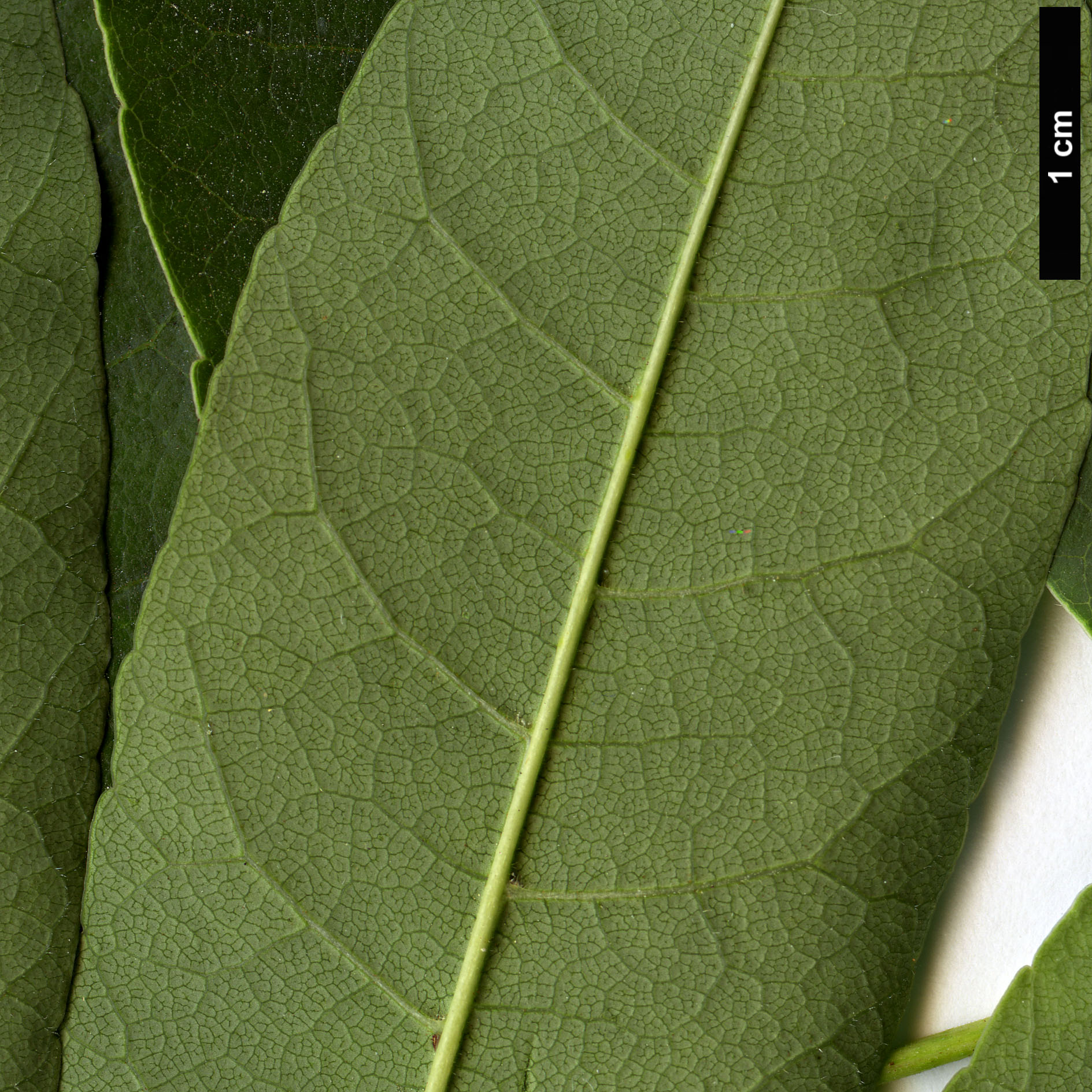 High resolution image: Family: Meliaceae - Genus: Toona - Taxon: sinensis