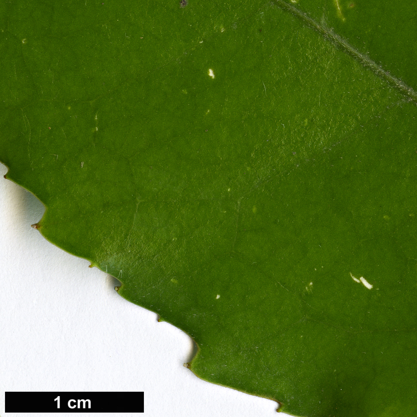 High resolution image: Family: Monimiaceae - Genus: Hedycarya - Taxon: arborea