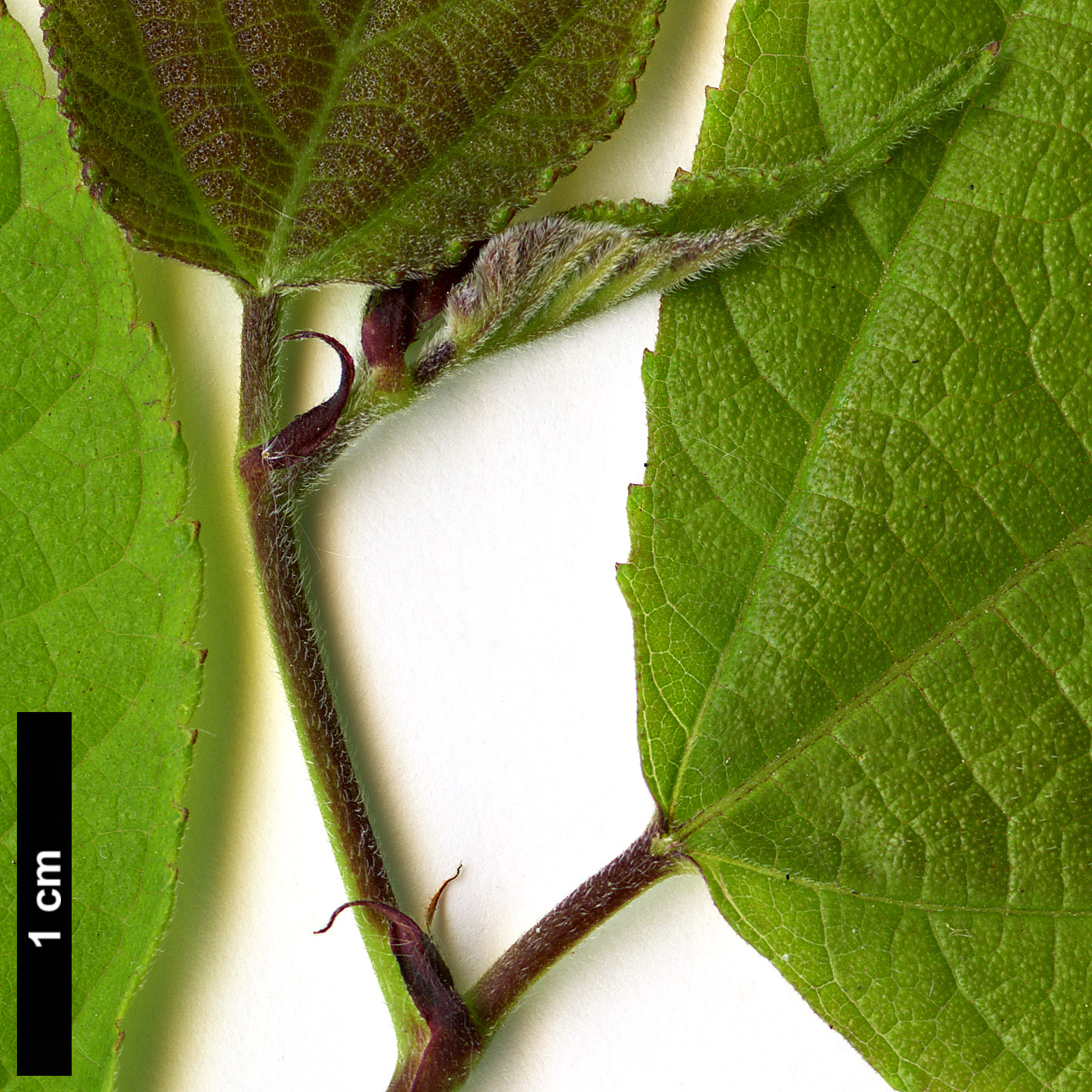 High resolution image: Family: Moraceae - Genus: Broussonetia - Taxon: kazinoki