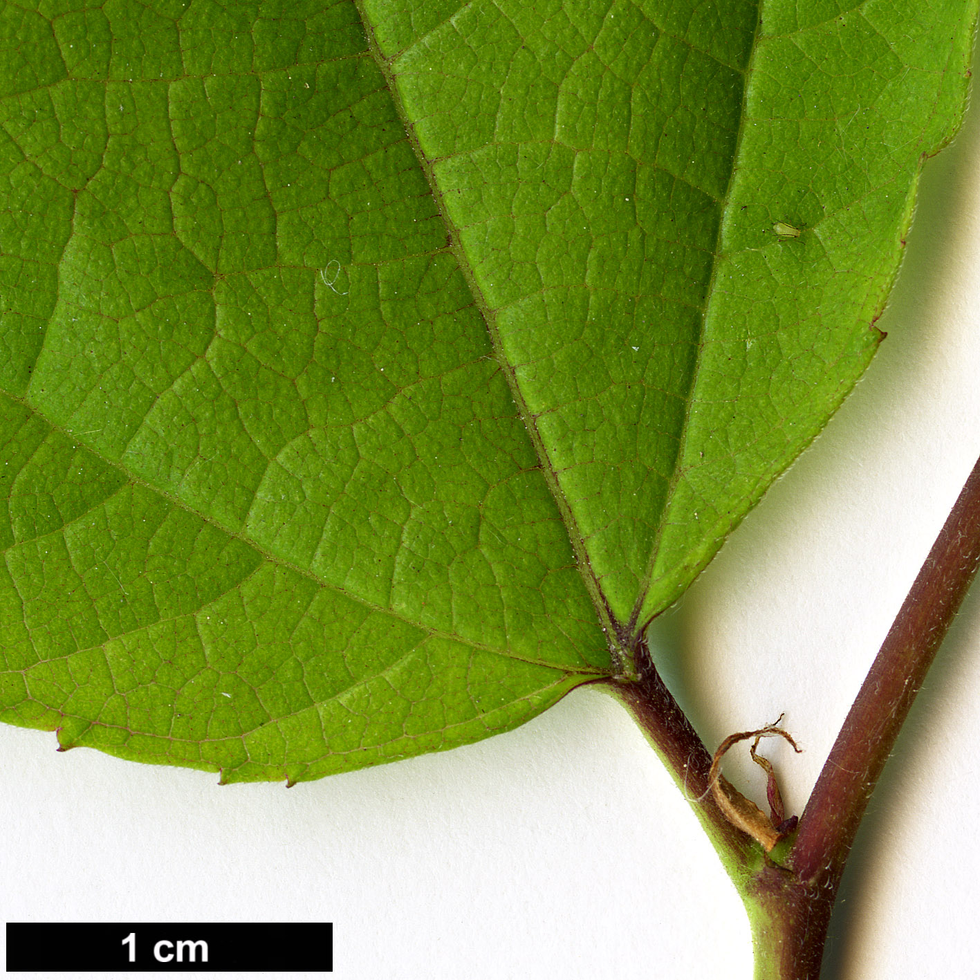 High resolution image: Family: Moraceae - Genus: Broussonetia - Taxon: kazinoki