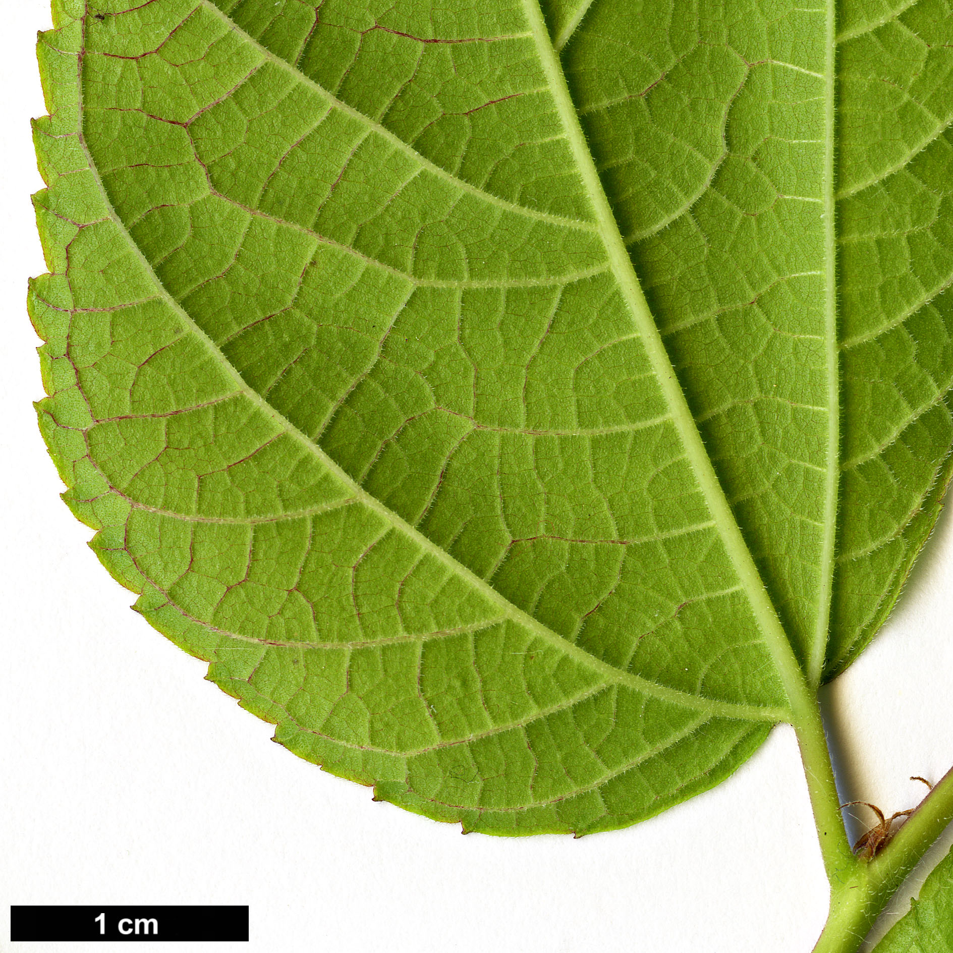 High resolution image: Family: Moraceae - Genus: Broussonetia - Taxon: kazinoki