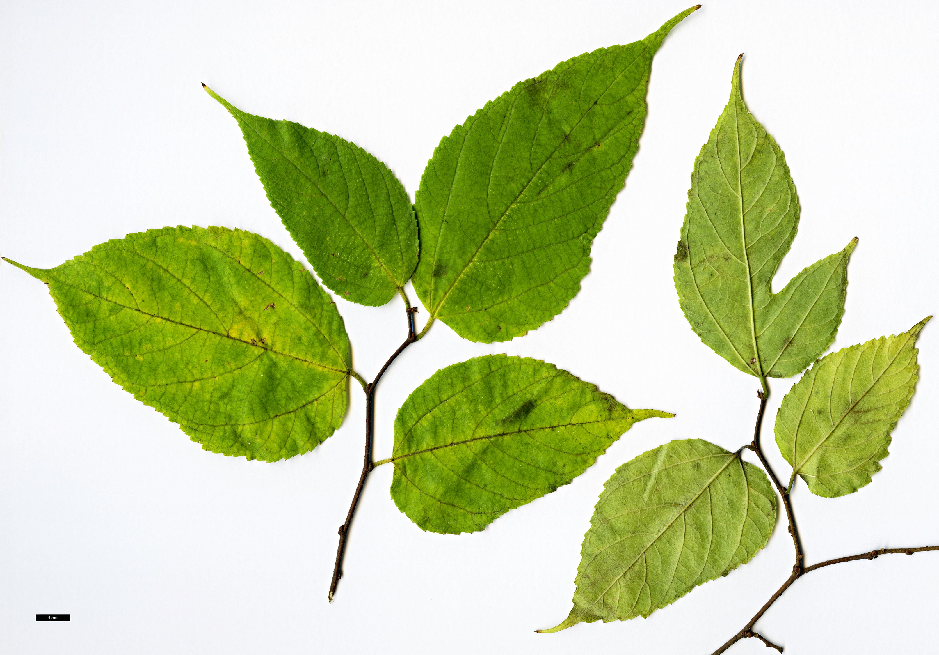 High resolution image: Family: Moraceae - Genus: Broussonetia - Taxon: monoica