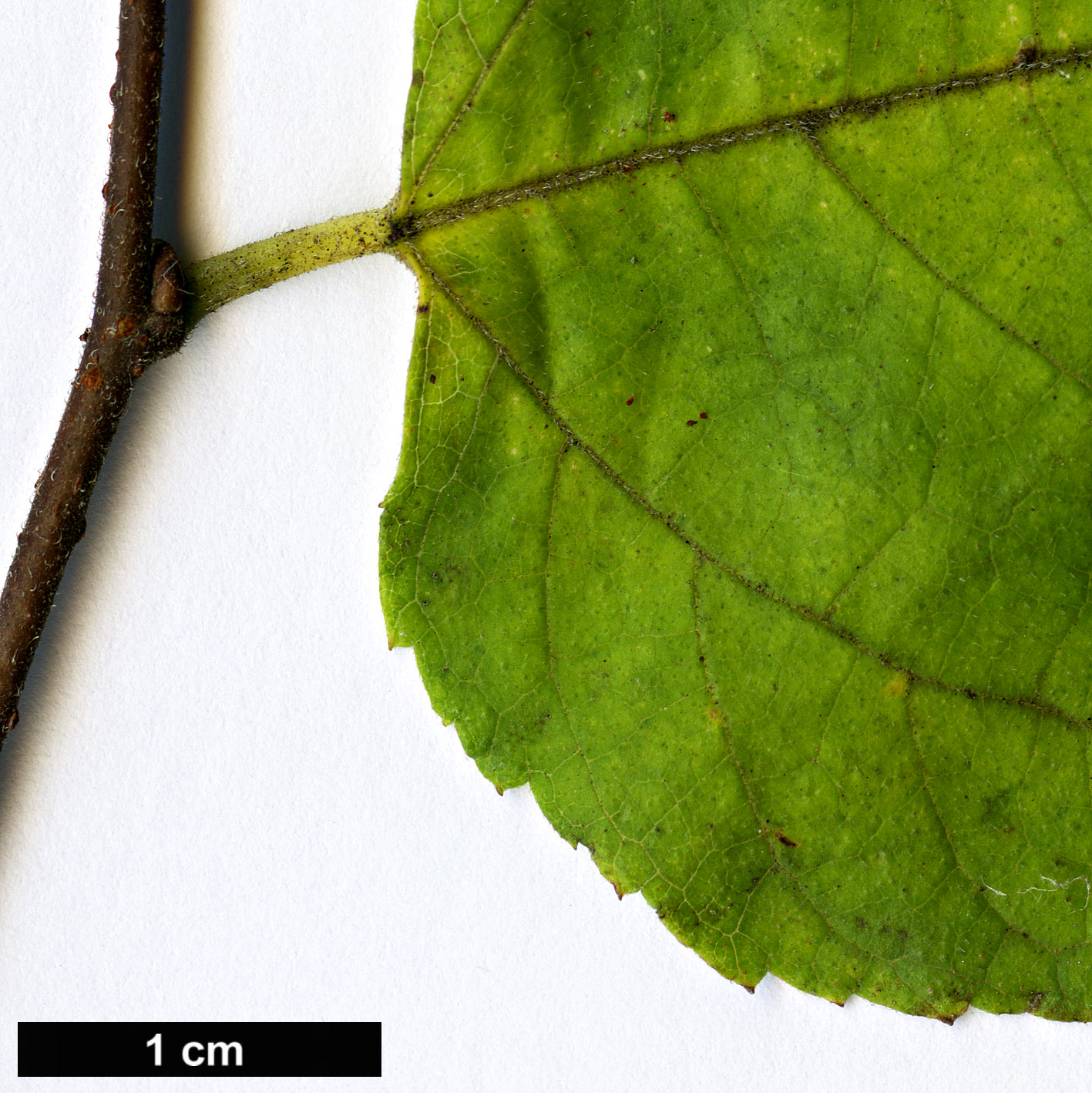 High resolution image: Family: Moraceae - Genus: Broussonetia - Taxon: monoica