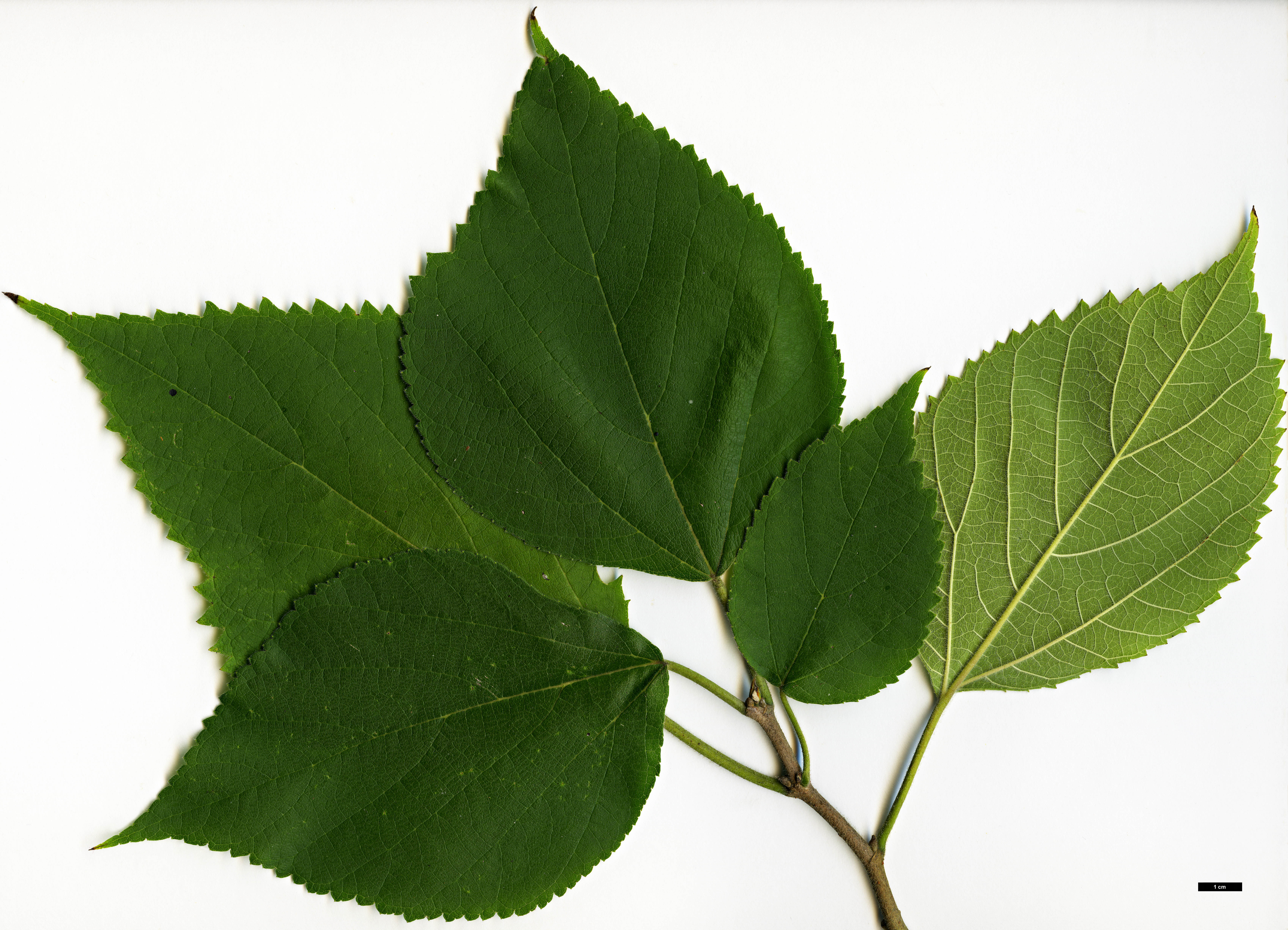 High resolution image: Family: Moraceae - Genus: Broussonetia - Taxon: papyrifera