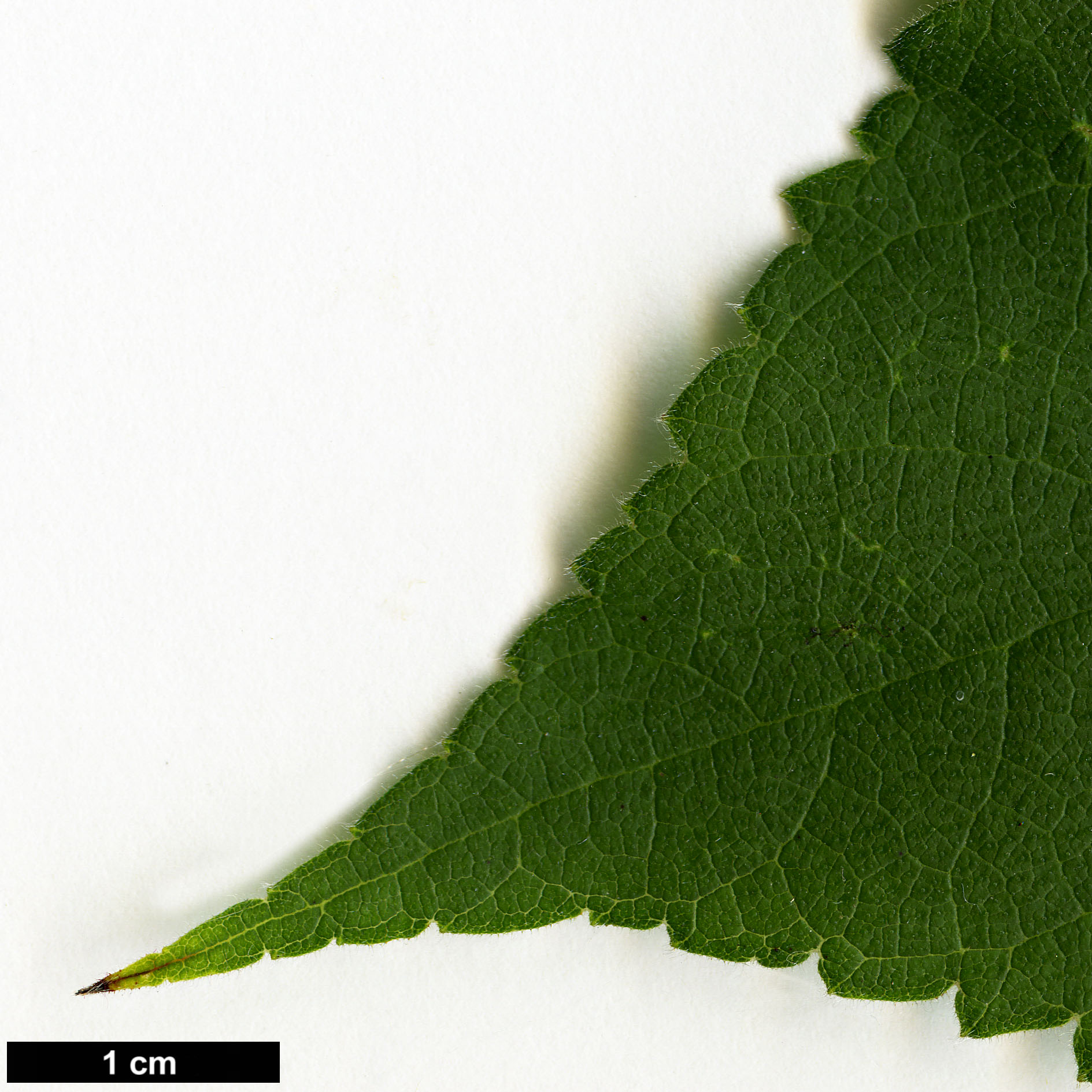 High resolution image: Family: Moraceae - Genus: Broussonetia - Taxon: papyrifera