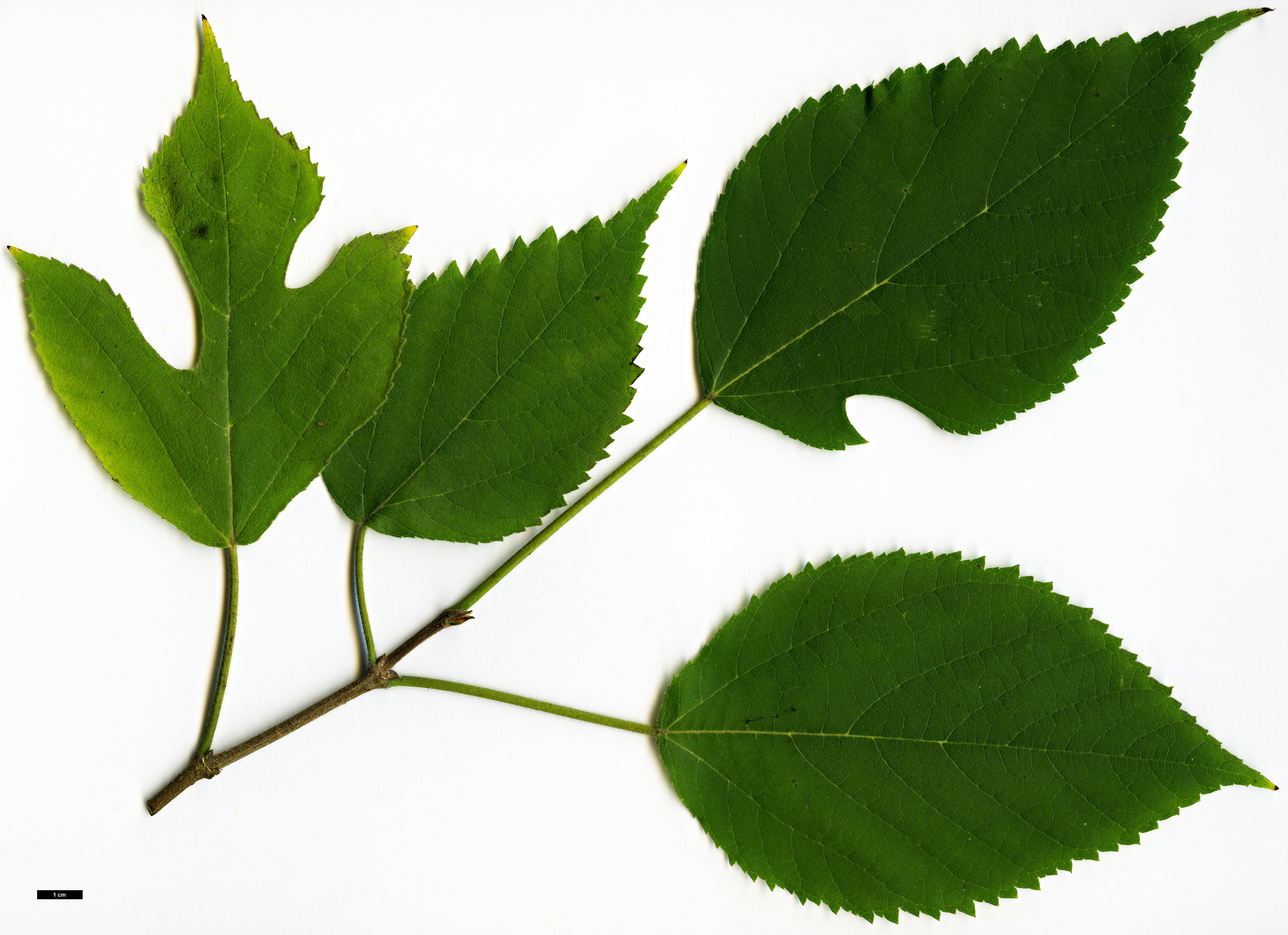 High resolution image: Family: Moraceae - Genus: Broussonetia - Taxon: papyrifera