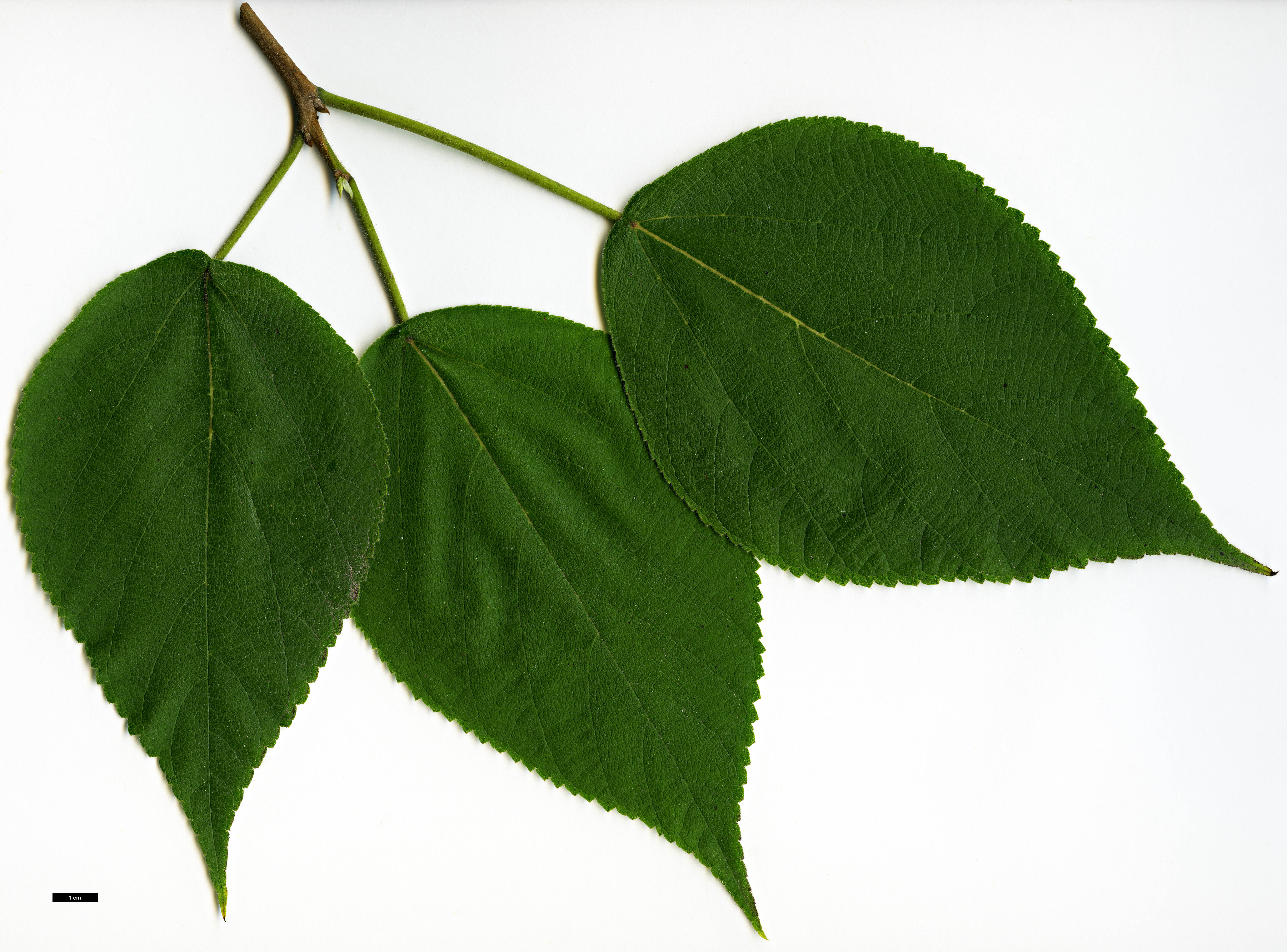 High resolution image: Family: Moraceae - Genus: Broussonetia - Taxon: papyrifera