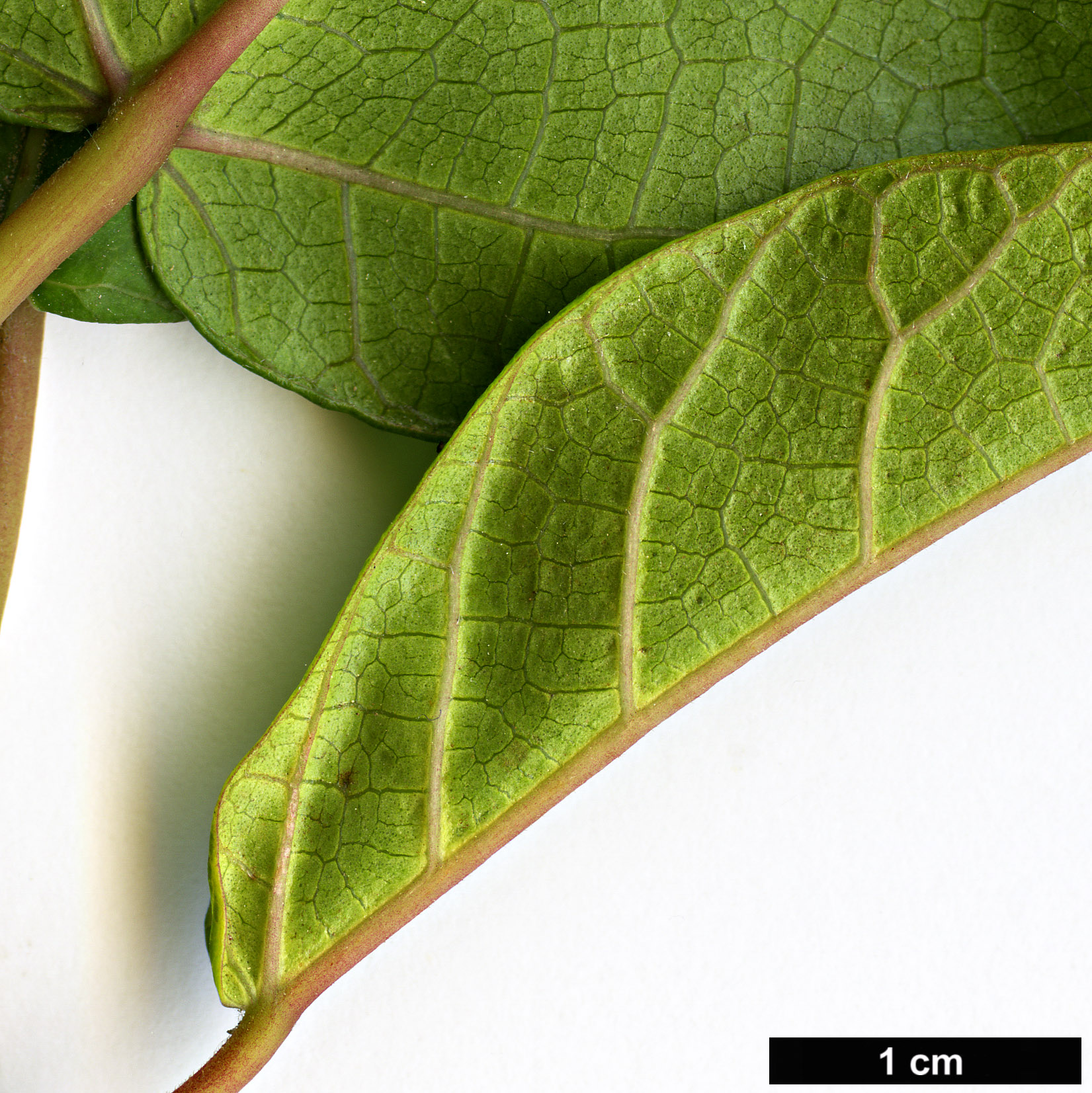 High resolution image: Family: Moraceae - Genus: Ficus - Taxon: erecta