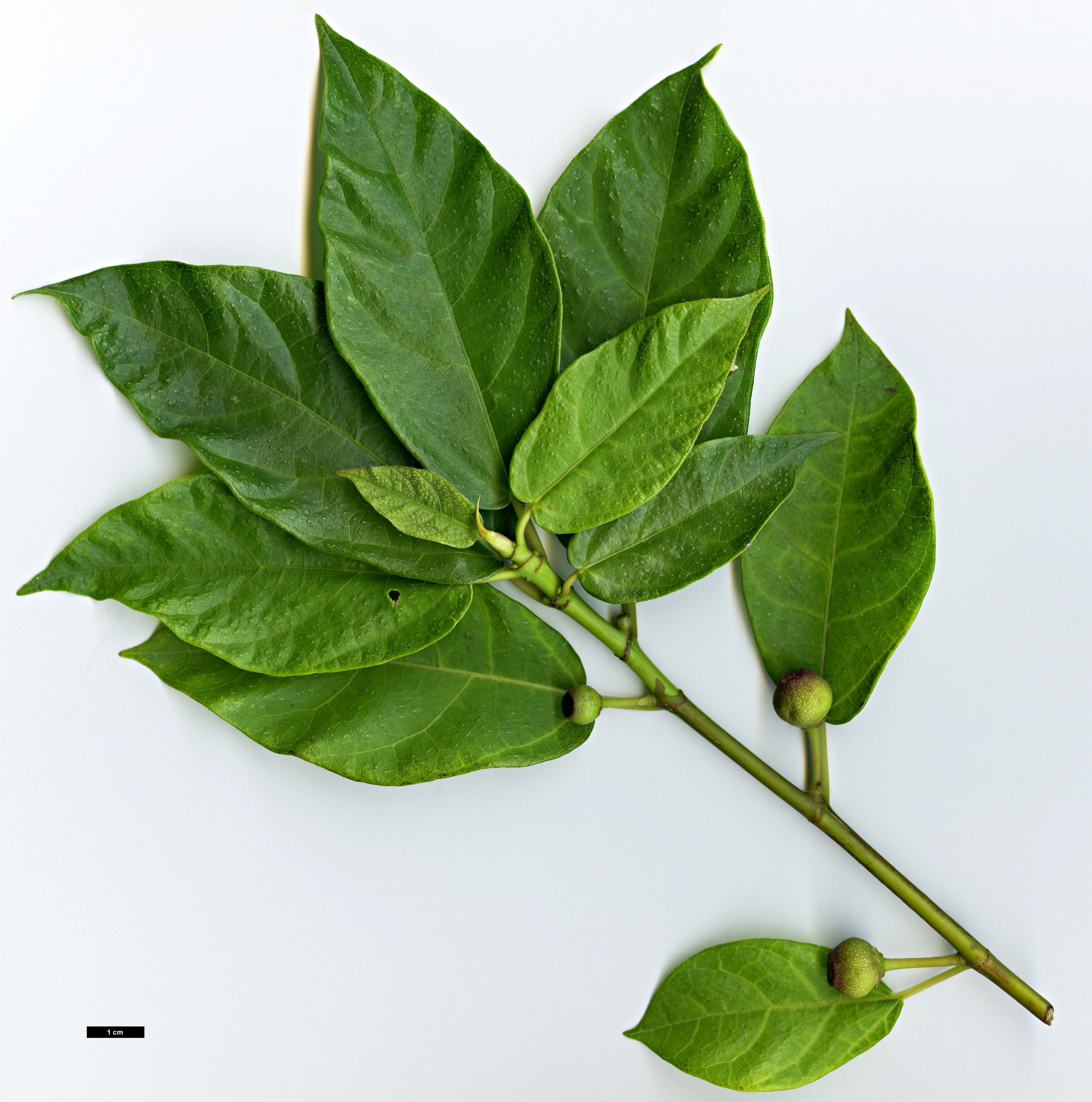 High resolution image: Family: Moraceae - Genus: Ficus - Taxon: erecta