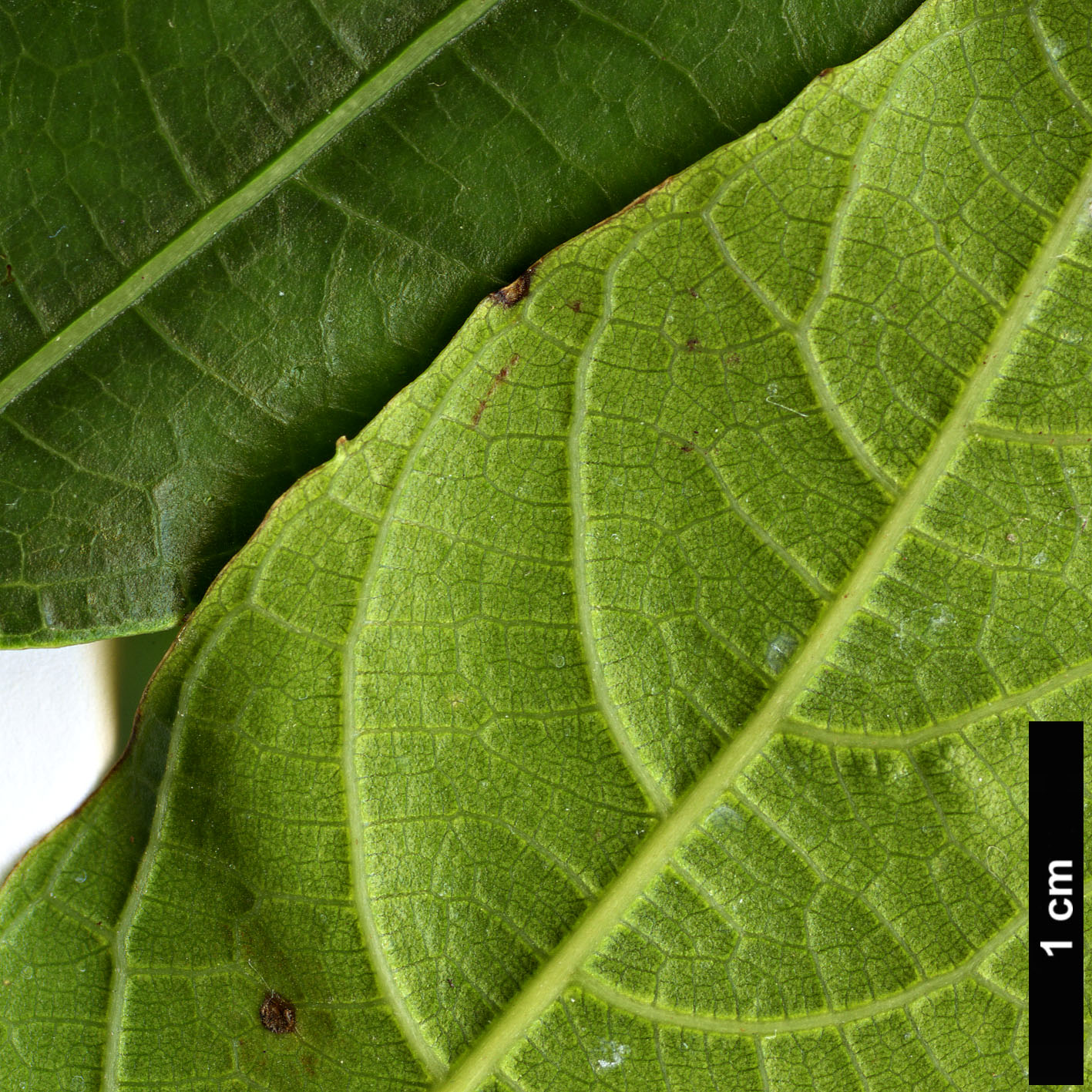 High resolution image: Family: Moraceae - Genus: Ficus - Taxon: hirta