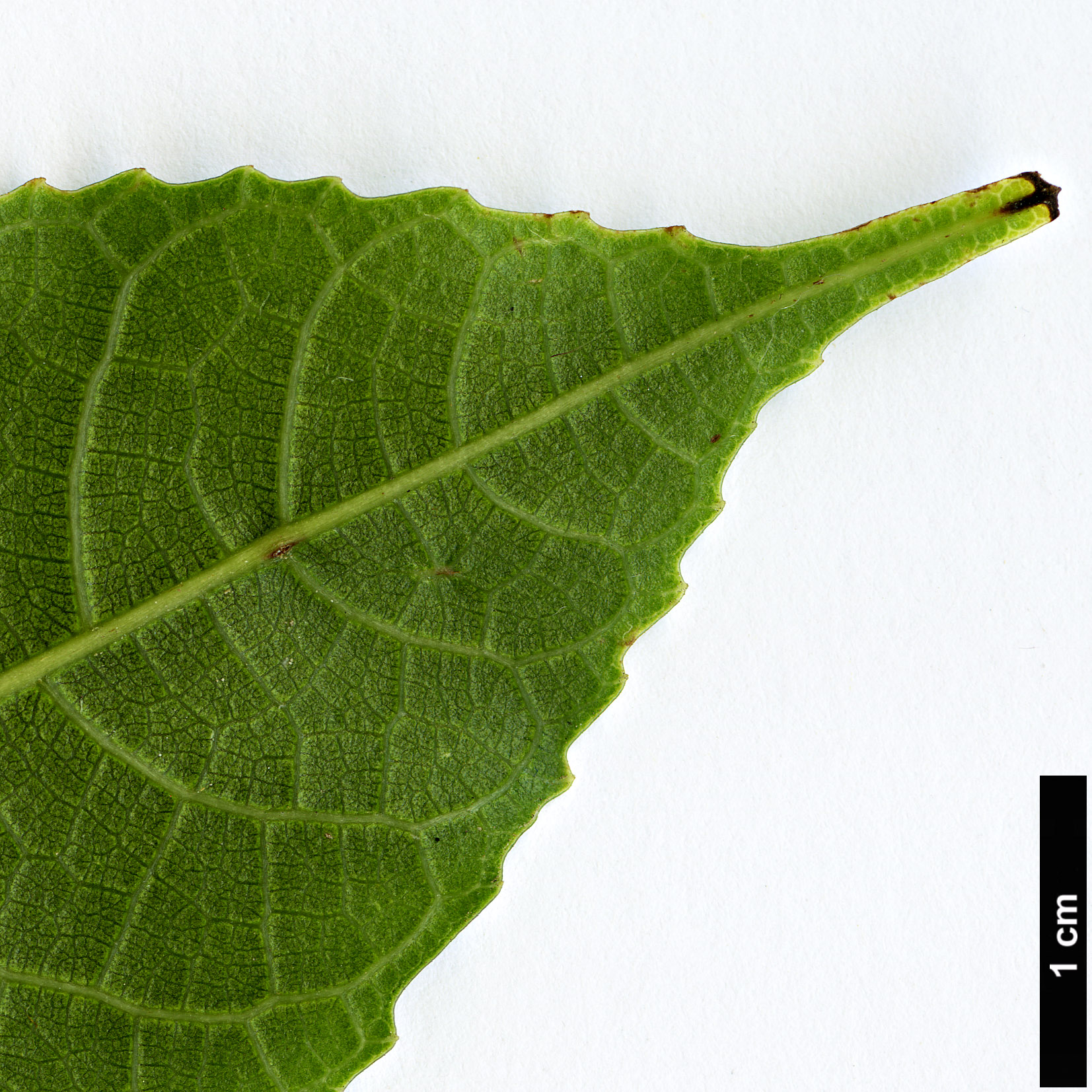 High resolution image: Family: Moraceae - Genus: Ficus - Taxon: hirta