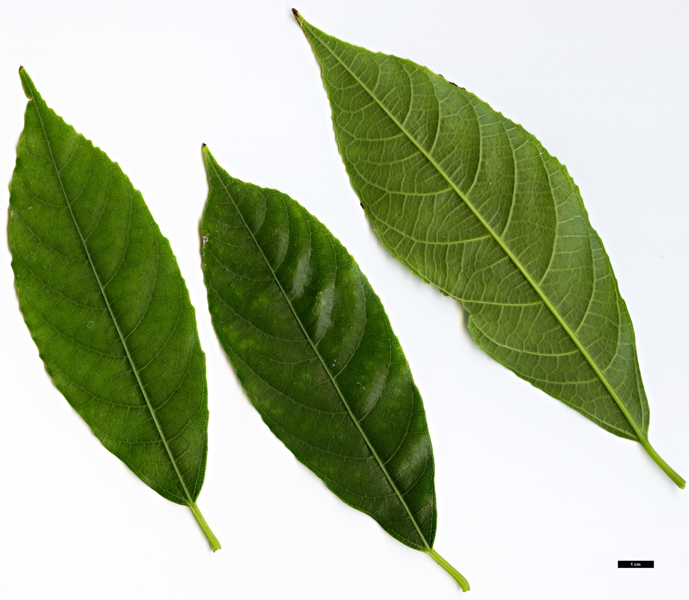 High resolution image: Family: Moraceae - Genus: Ficus - Taxon: hirta