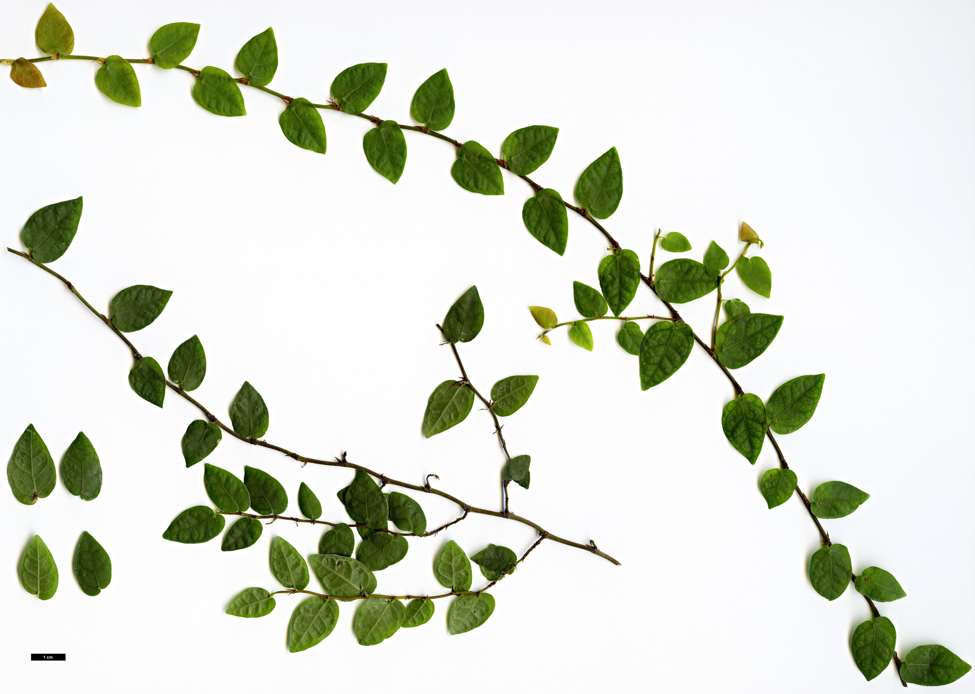 High resolution image: Family: Moraceae - Genus: Ficus - Taxon: pumila