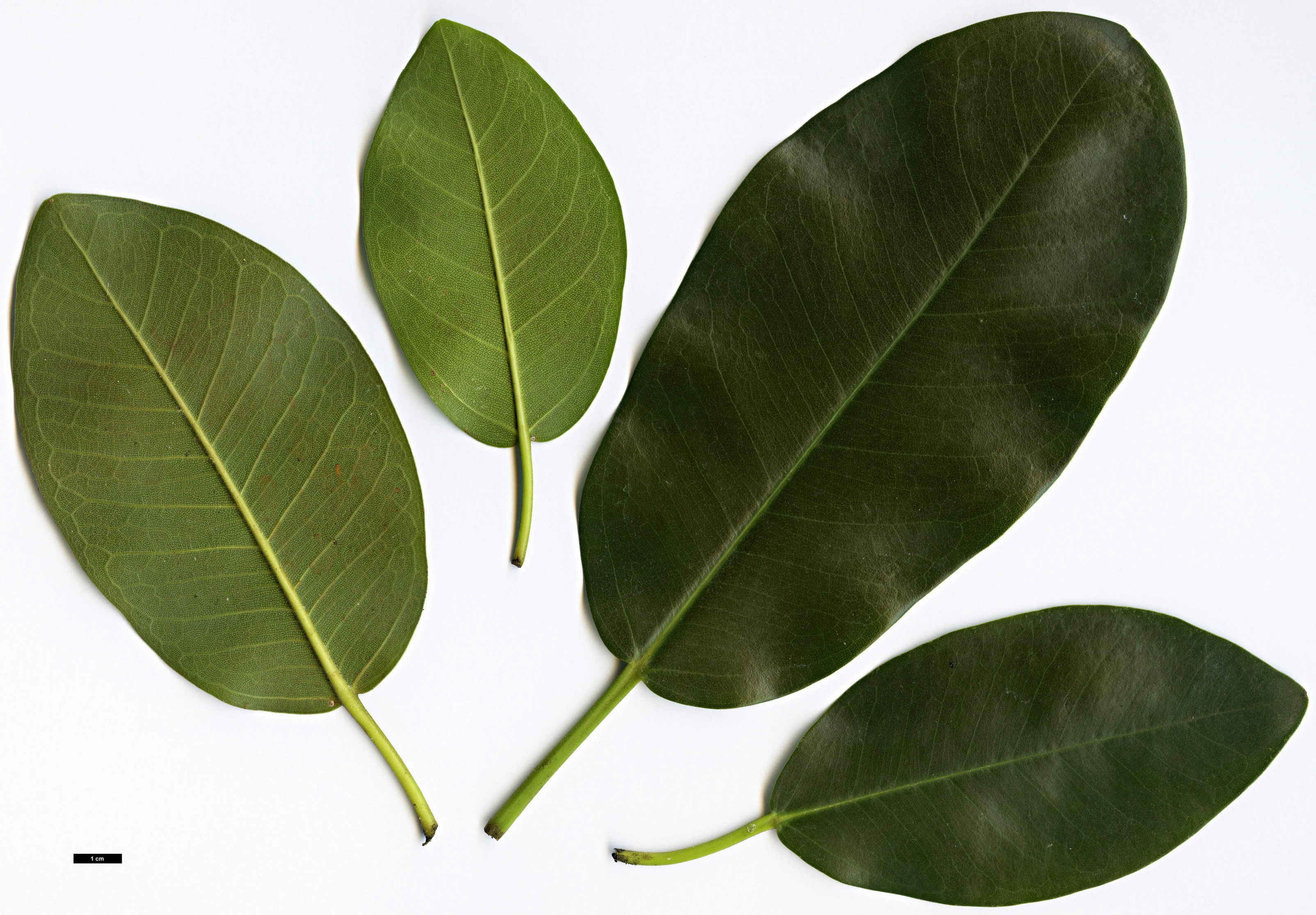 High resolution image: Family: Moraceae - Genus: Ficus - Taxon: rubiginosa