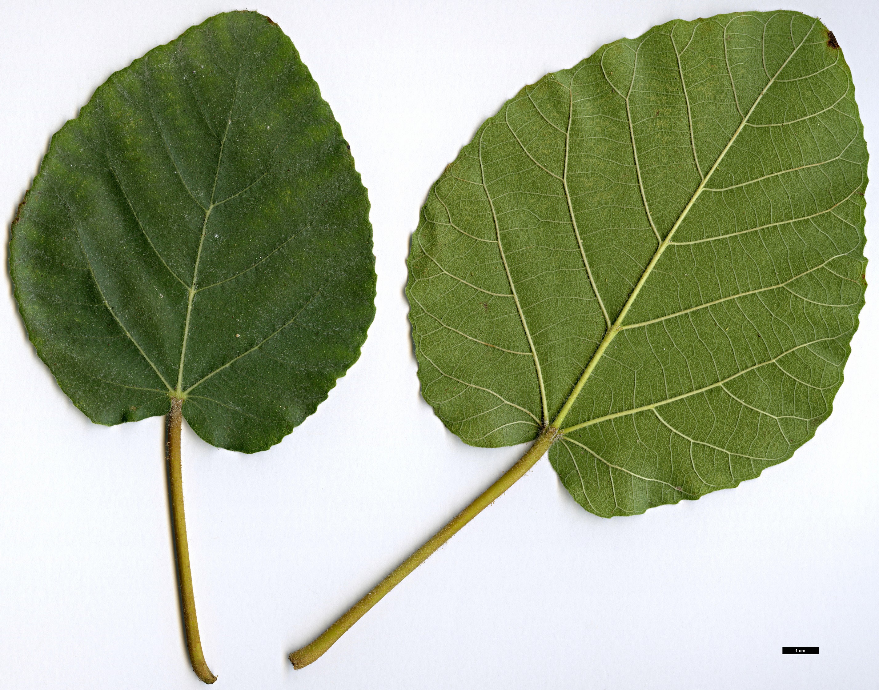 High resolution image: Family: Moraceae - Genus: Ficus - Taxon: sycomorus