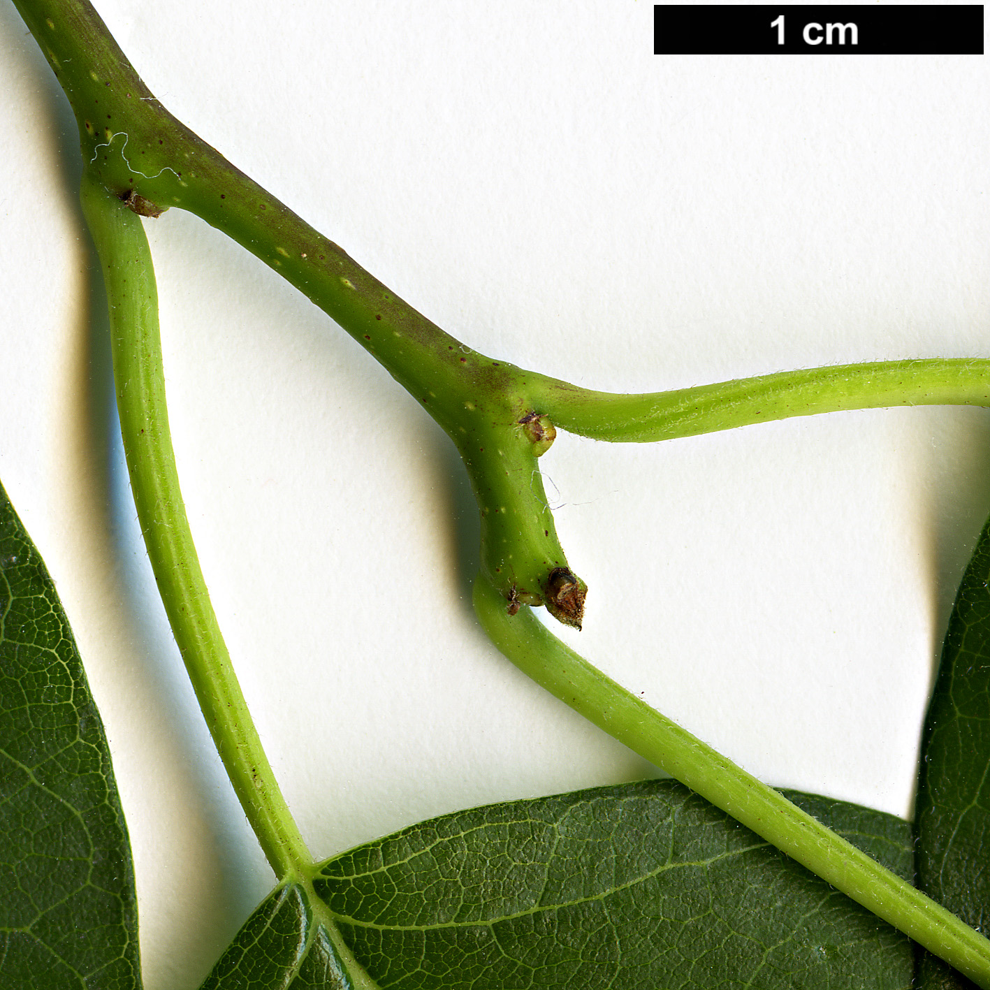 High resolution image: Family: Moraceae - Genus: Maclura - Taxon: pomifera