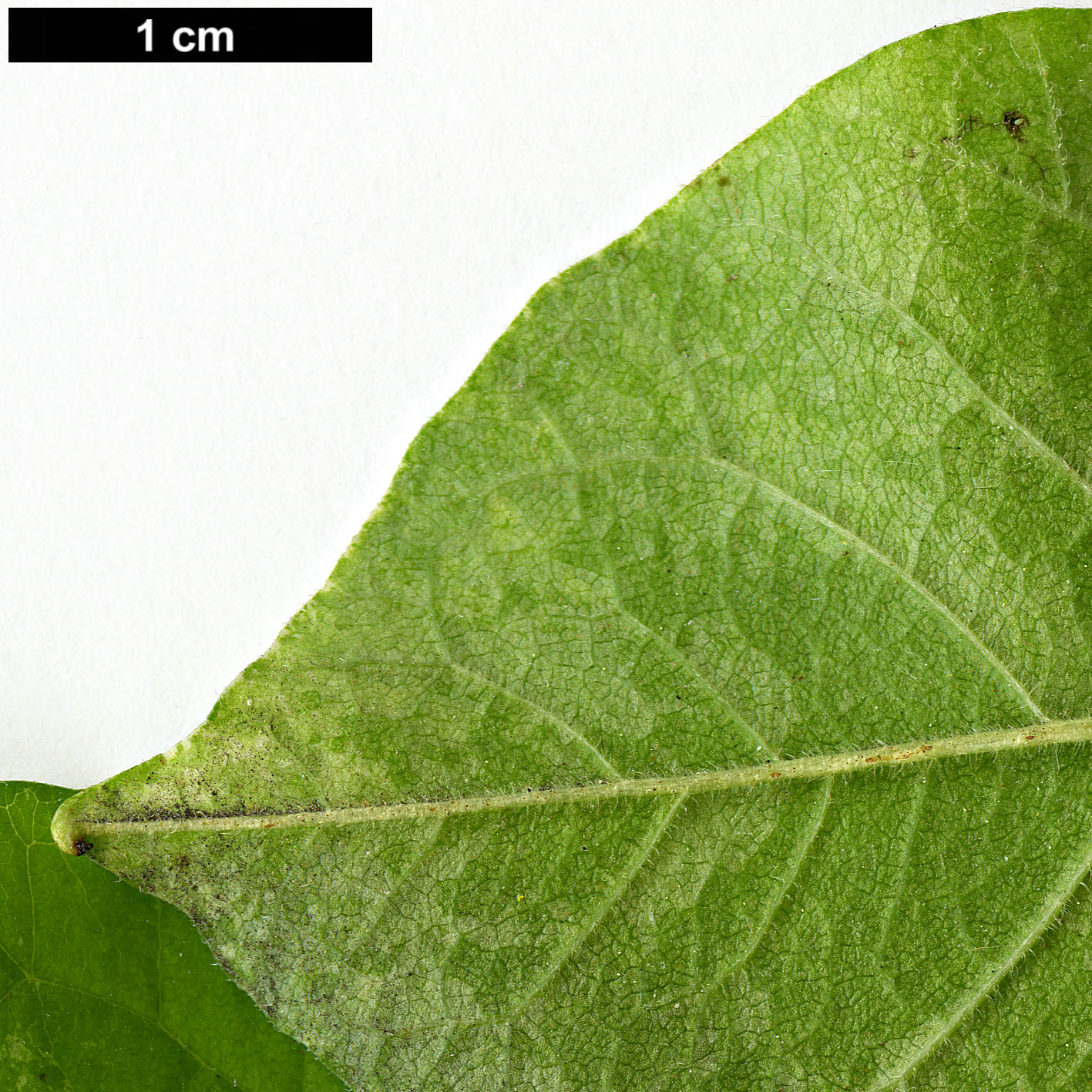 High resolution image: Family: Moraceae - Genus: Maclura - Taxon: pomifera