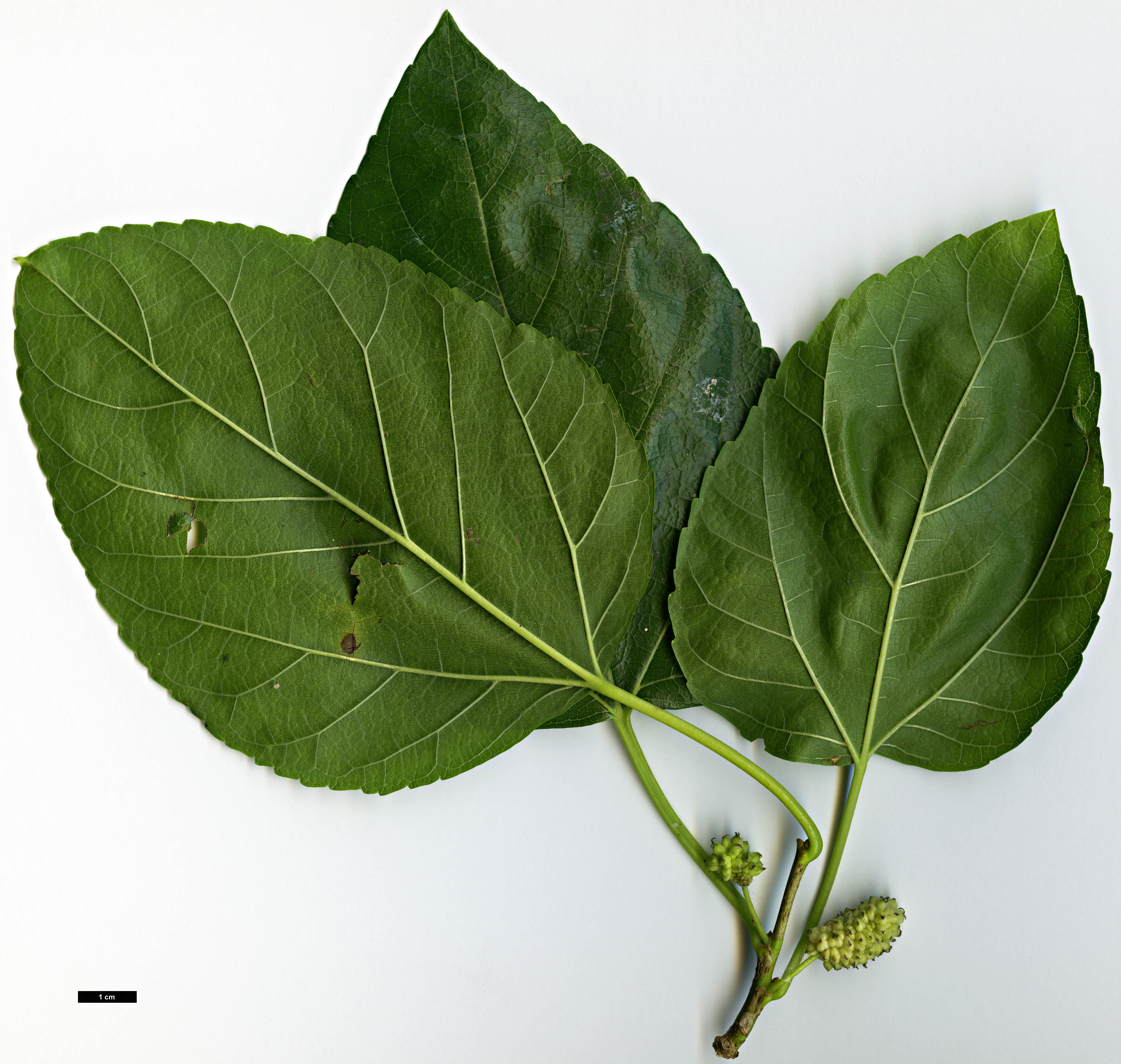 High resolution image: Family: Moraceae - Genus: Morus - Taxon: alba