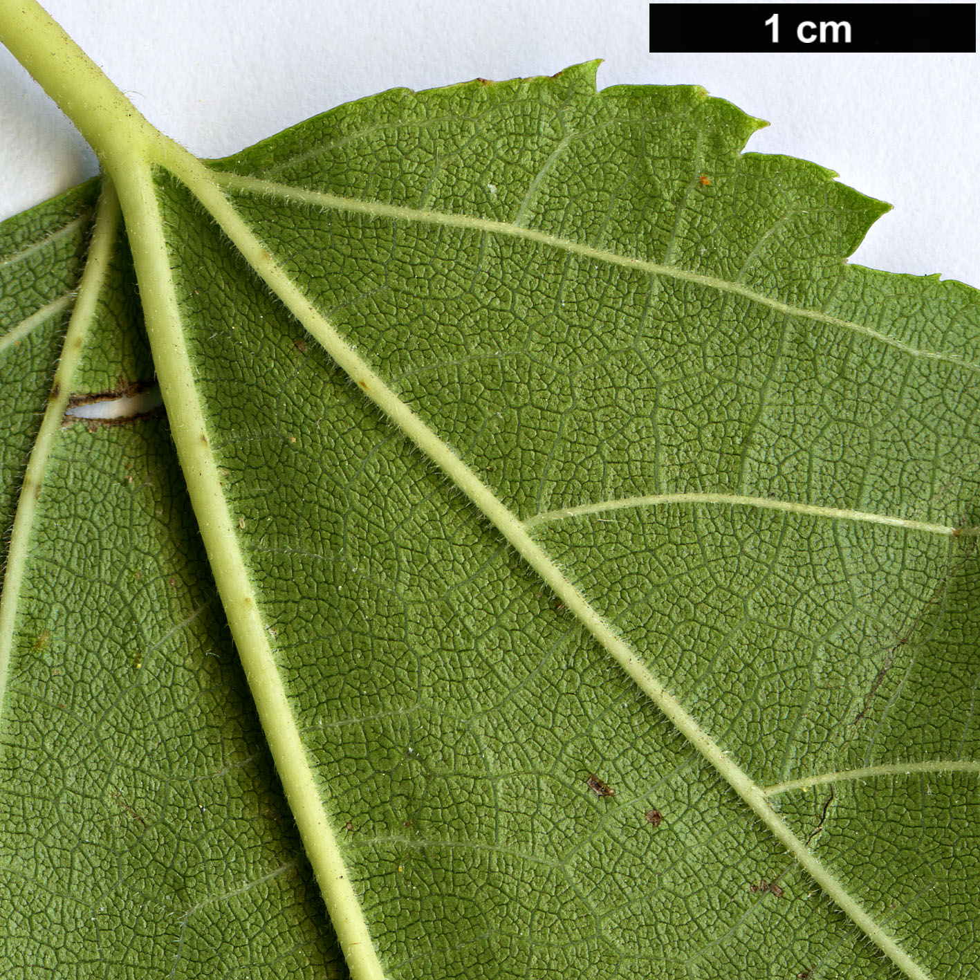 High resolution image: Family: Moraceae - Genus: Morus - Taxon: australis