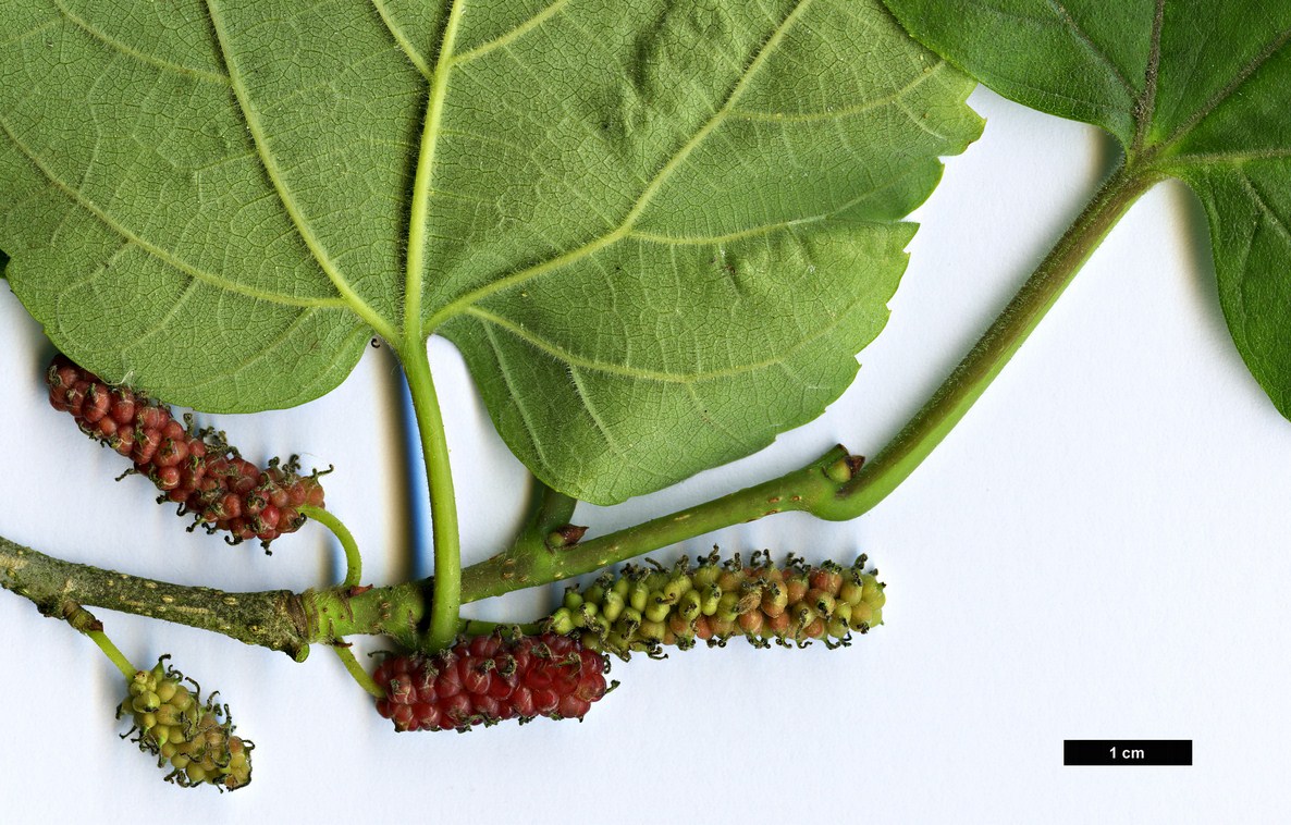 High resolution image: Family: Moraceae - Genus: Morus - Taxon: cathayana