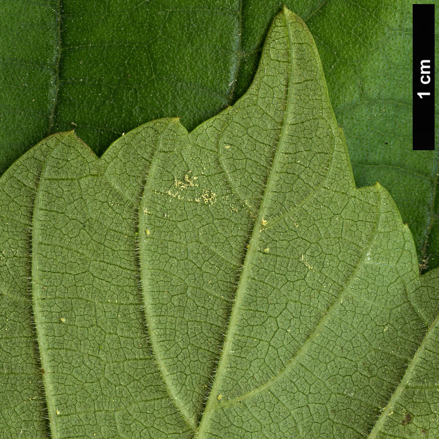 High resolution image: Family: Moraceae - Genus: Morus - Taxon: cathayana