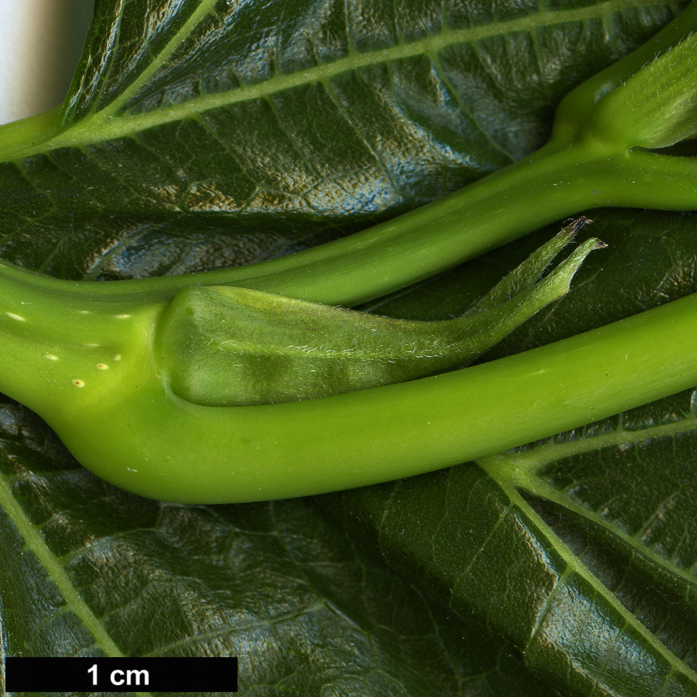 High resolution image: Family: Moraceae - Genus: Morus - Taxon: kagayame