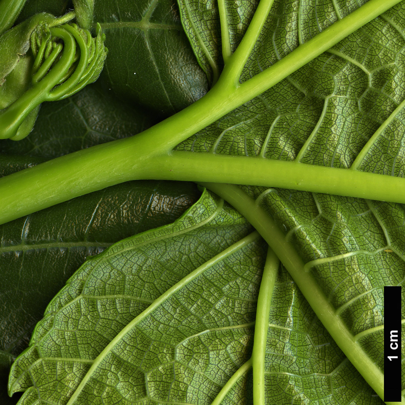 High resolution image: Family: Moraceae - Genus: Morus - Taxon: kagayame