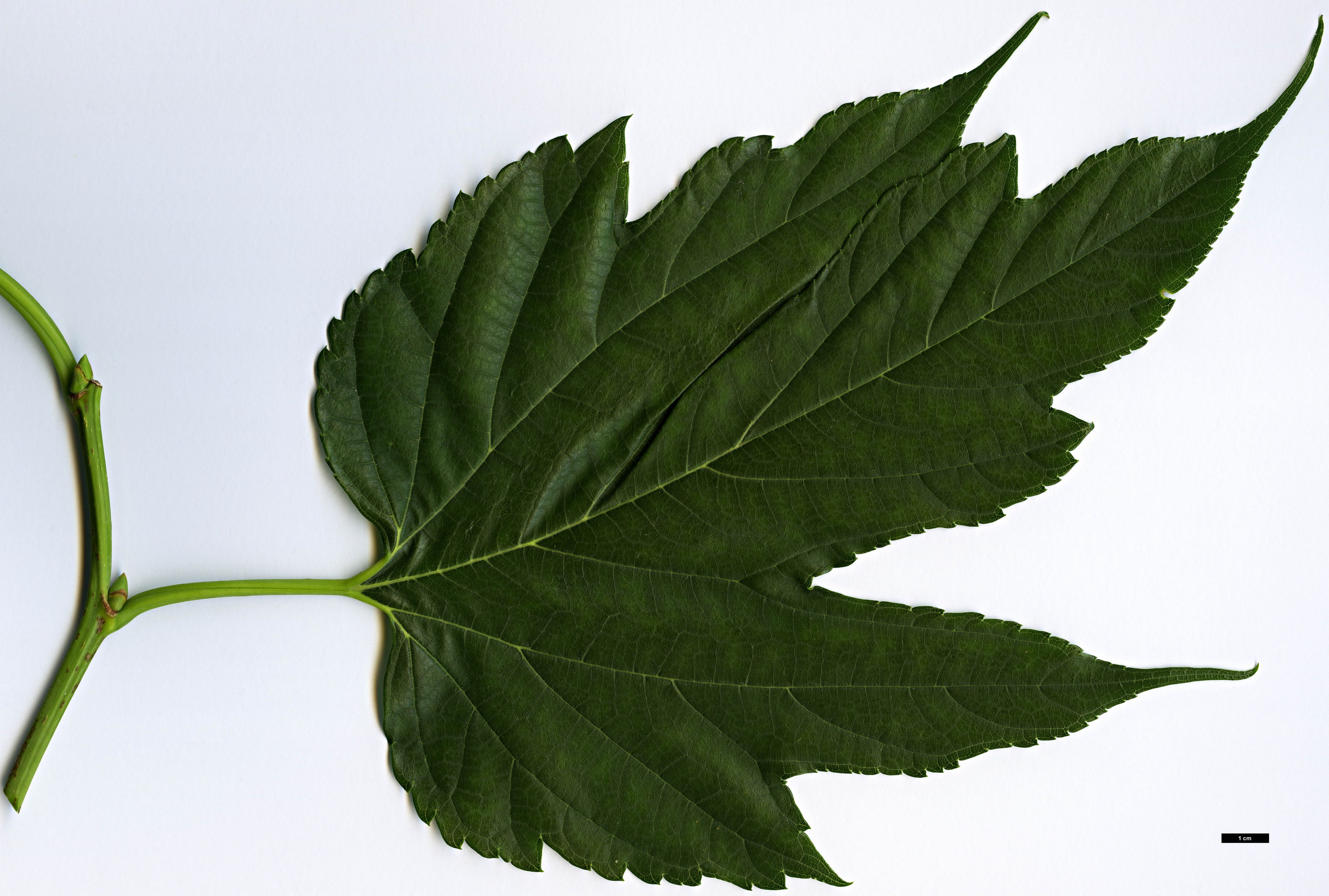 High resolution image: Family: Moraceae - Genus: Morus - Taxon: kagayame