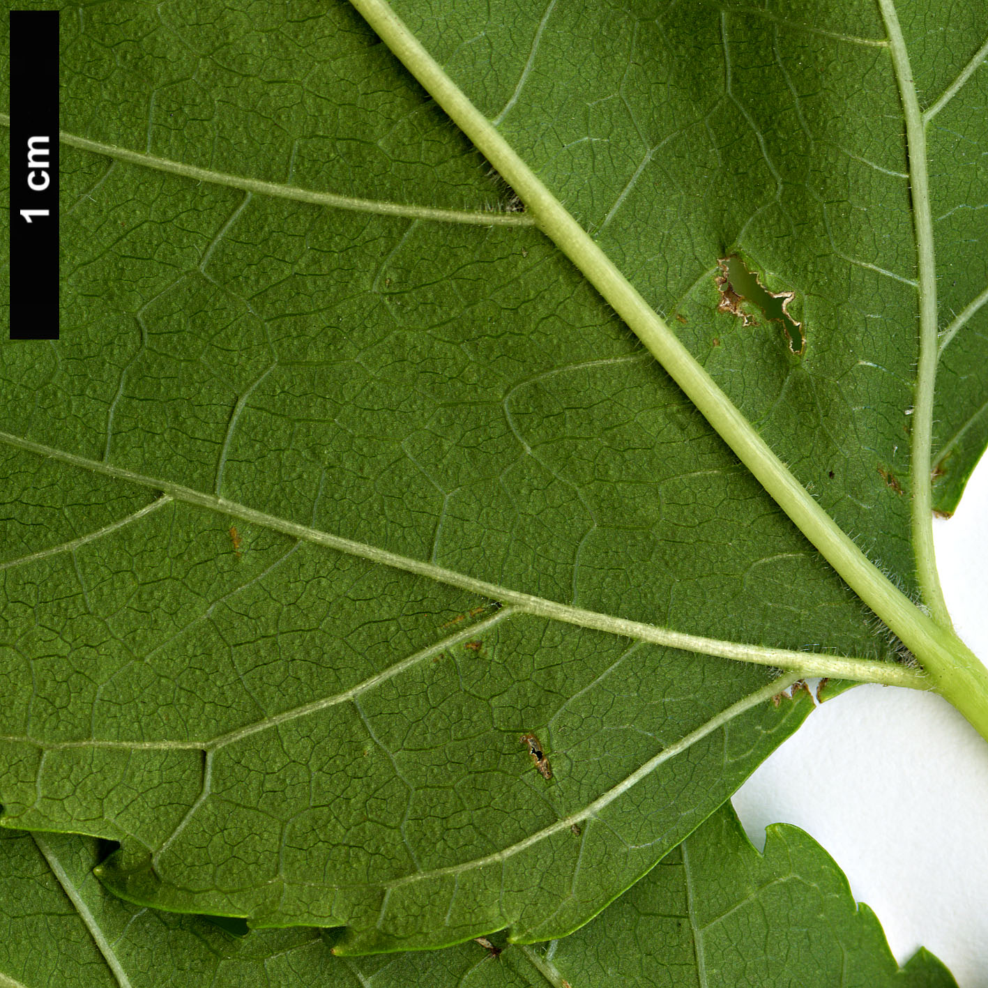 High resolution image: Family: Moraceae - Genus: Morus - Taxon: rubra