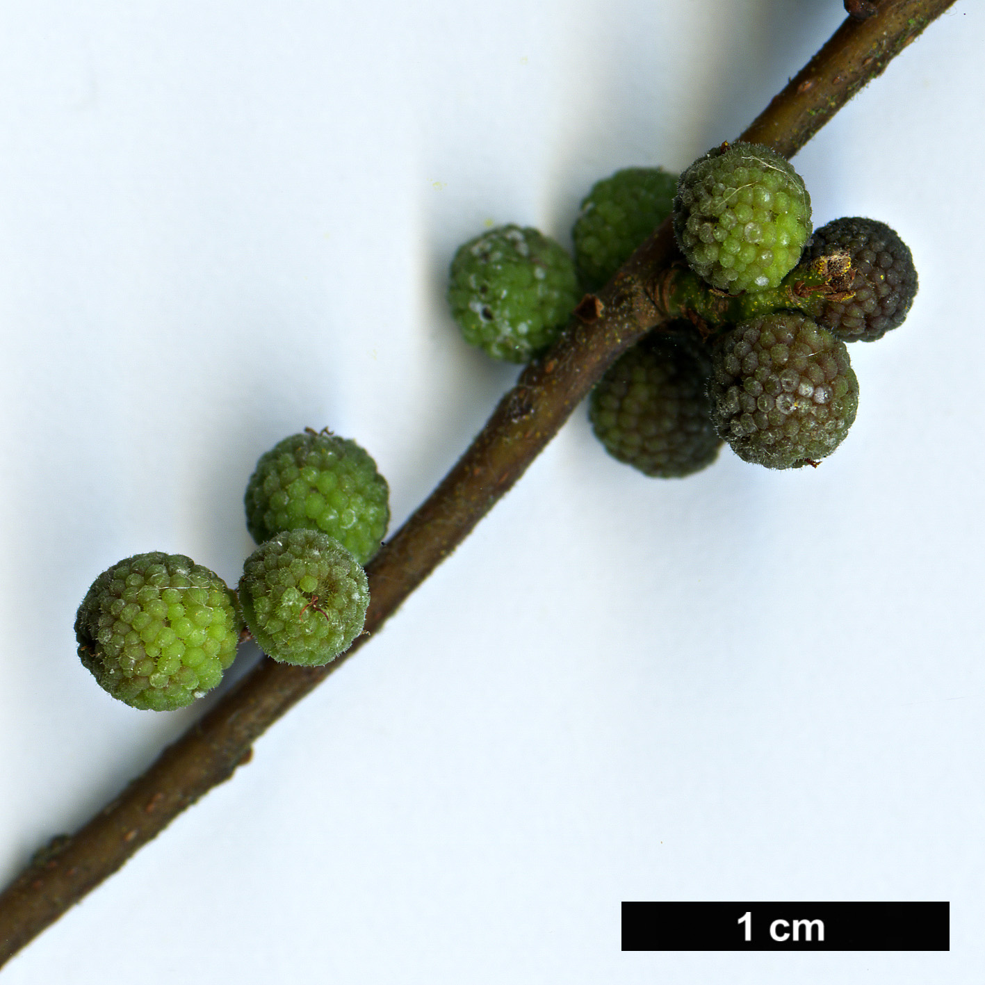 High resolution image: Family: Myricaceae - Genus: Morella - Taxon: cerifera