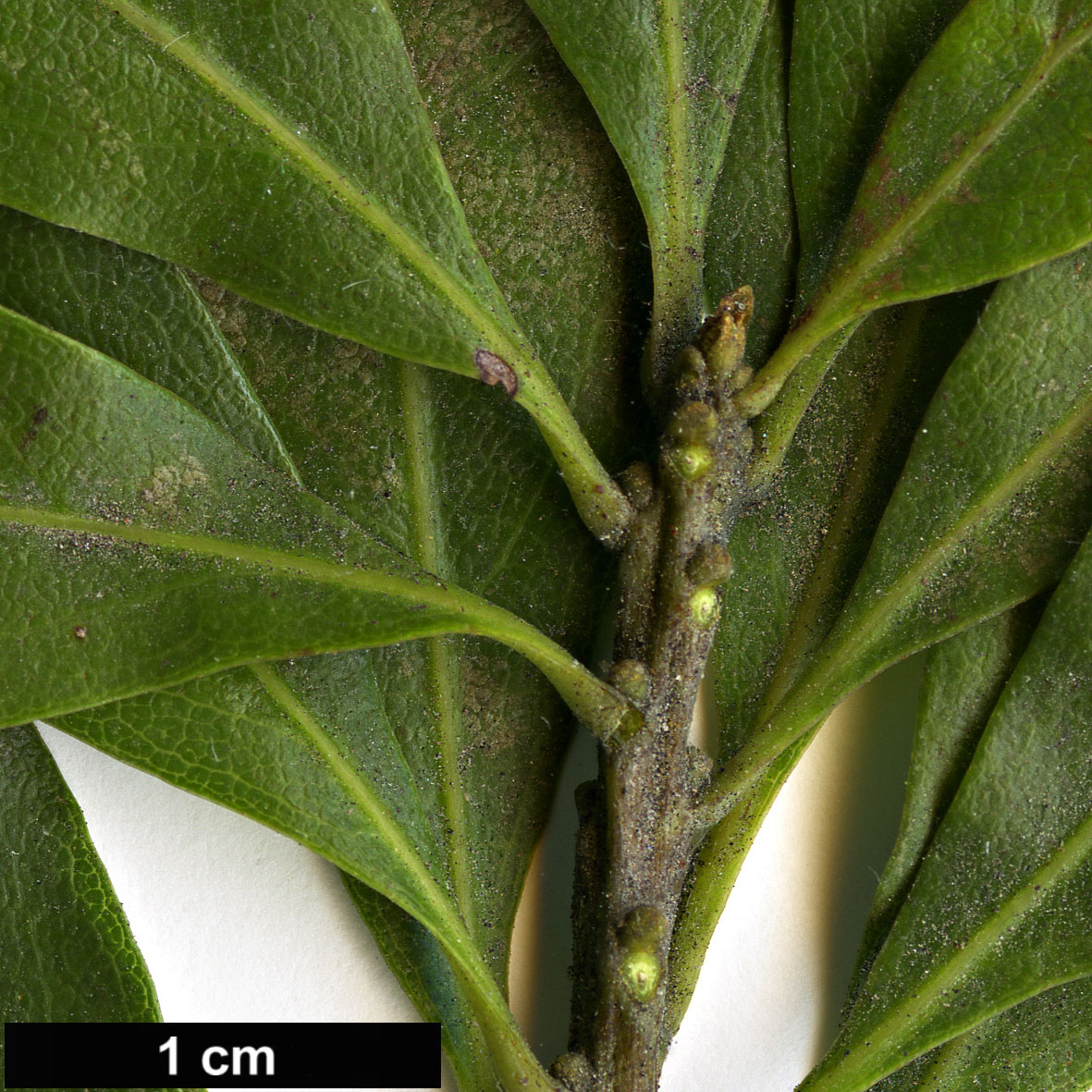 High resolution image: Family: Myricaceae - Genus: Myrica - Taxon: rubra