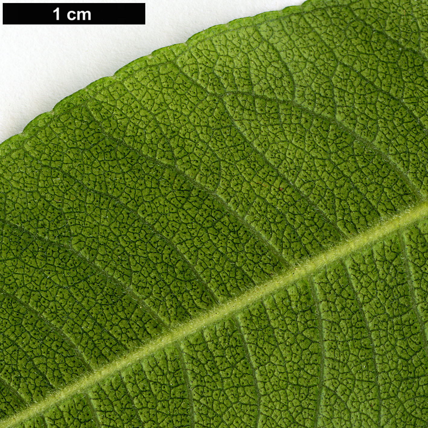 High resolution image: Family: Myrtaceae - Genus: Backhousia - Taxon: citriodora