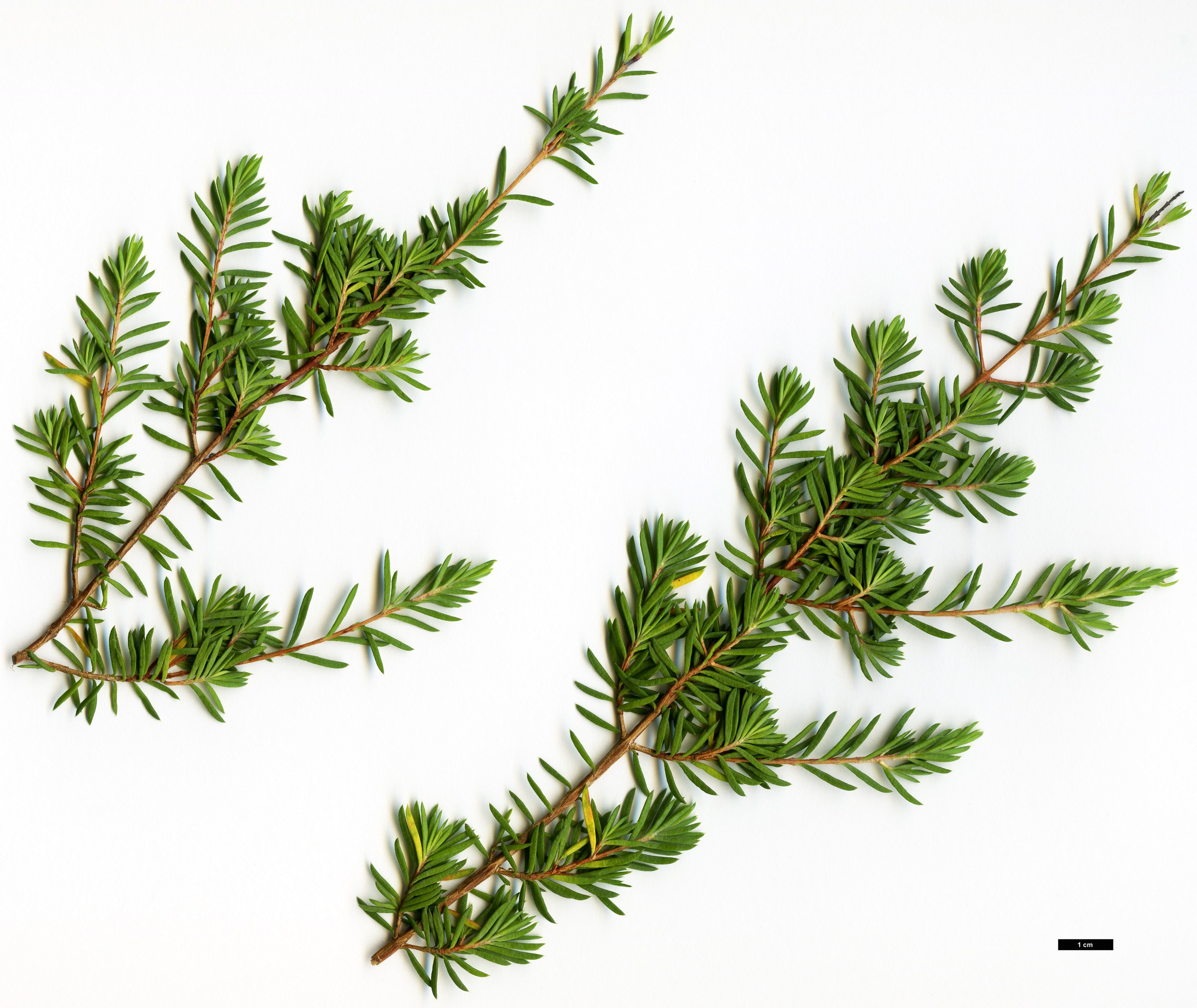 High resolution image: Family: Myrtaceae - Genus: Darwinia - Taxon: taxifolia