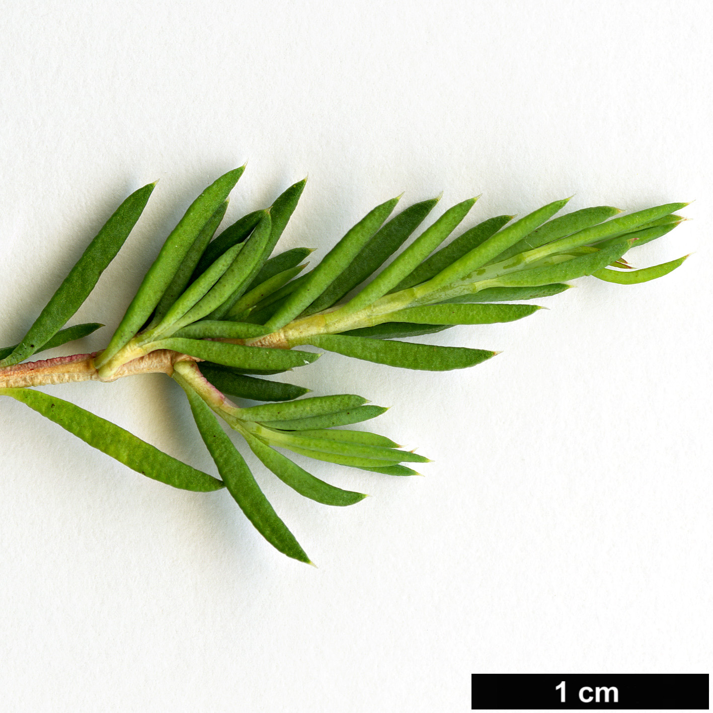 High resolution image: Family: Myrtaceae - Genus: Darwinia - Taxon: taxifolia