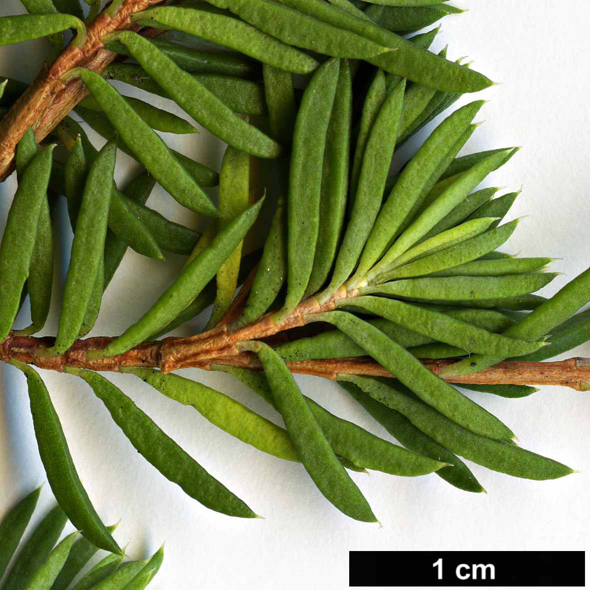 High resolution image: Family: Myrtaceae - Genus: Darwinia - Taxon: taxifolia