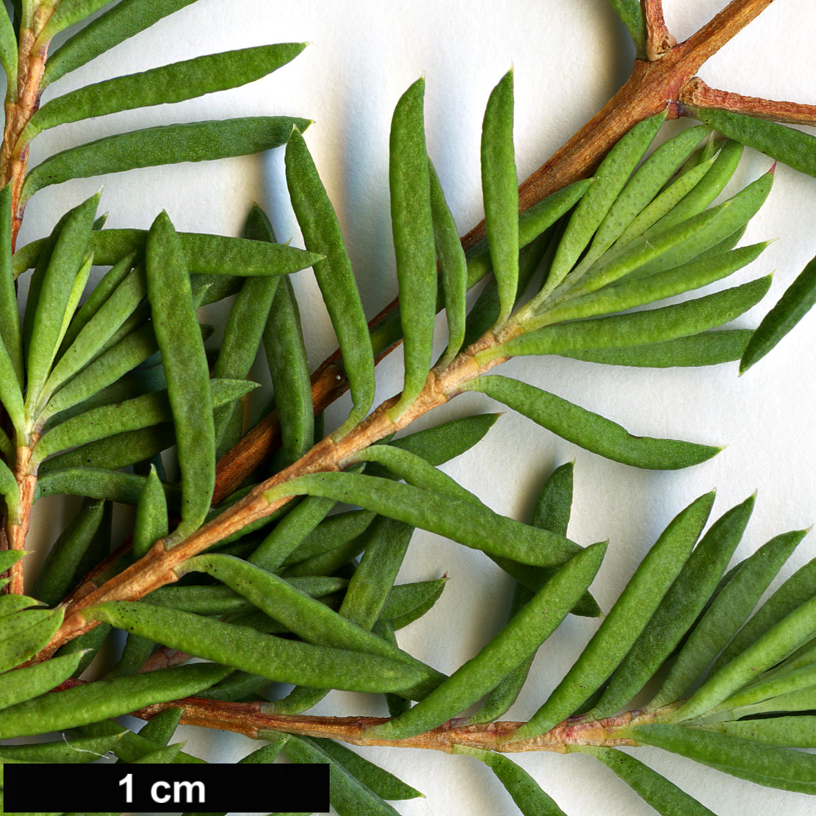 High resolution image: Family: Myrtaceae - Genus: Darwinia - Taxon: taxifolia