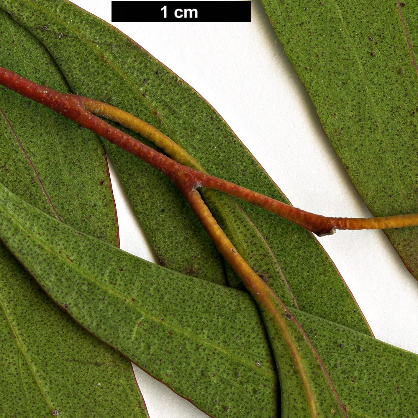 High resolution image: Family: Myrtaceae - Genus: Eucalyptus - Taxon: amygdalina