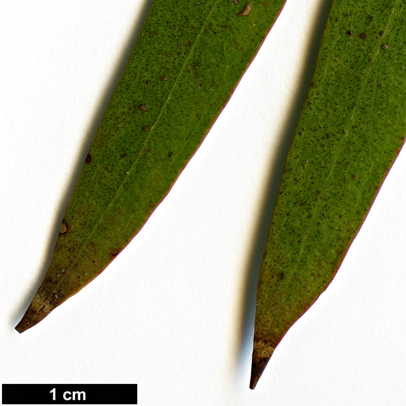 High resolution image: Family: Myrtaceae - Genus: Eucalyptus - Taxon: amygdalina