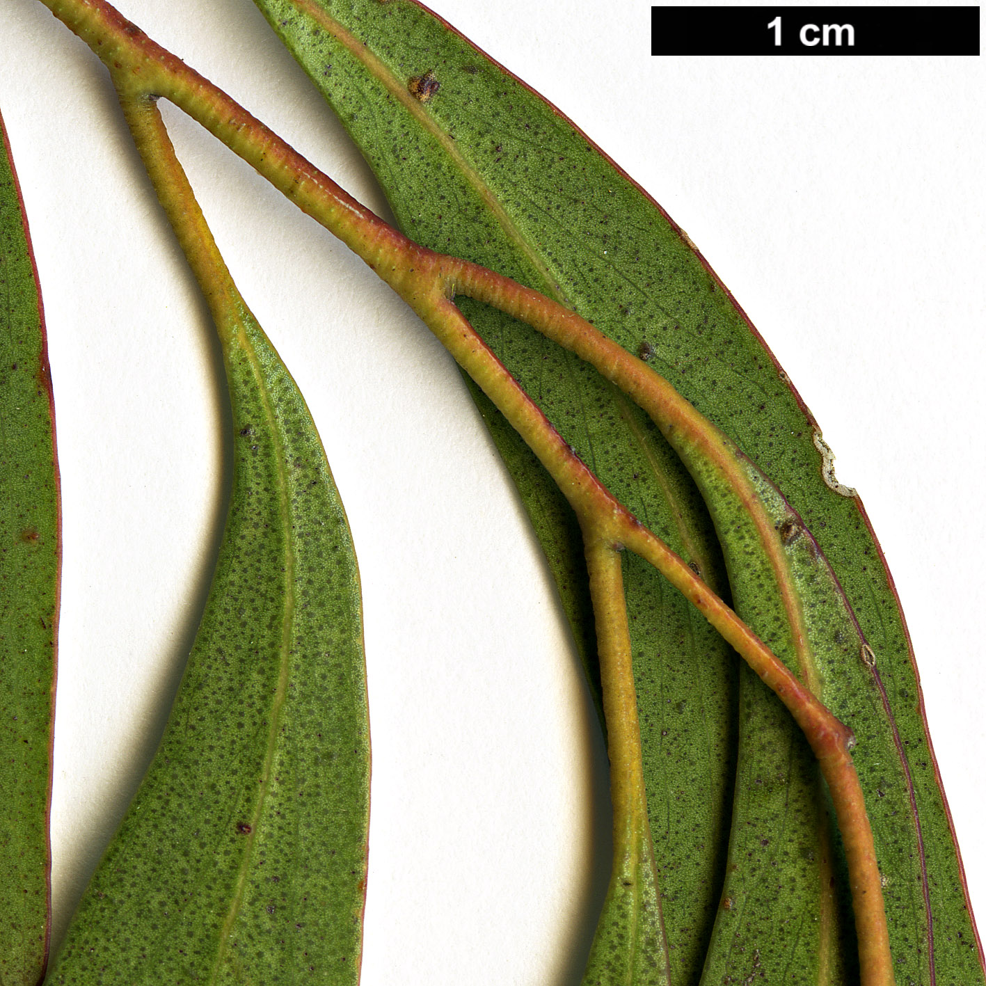 High resolution image: Family: Myrtaceae - Genus: Eucalyptus - Taxon: amygdalina