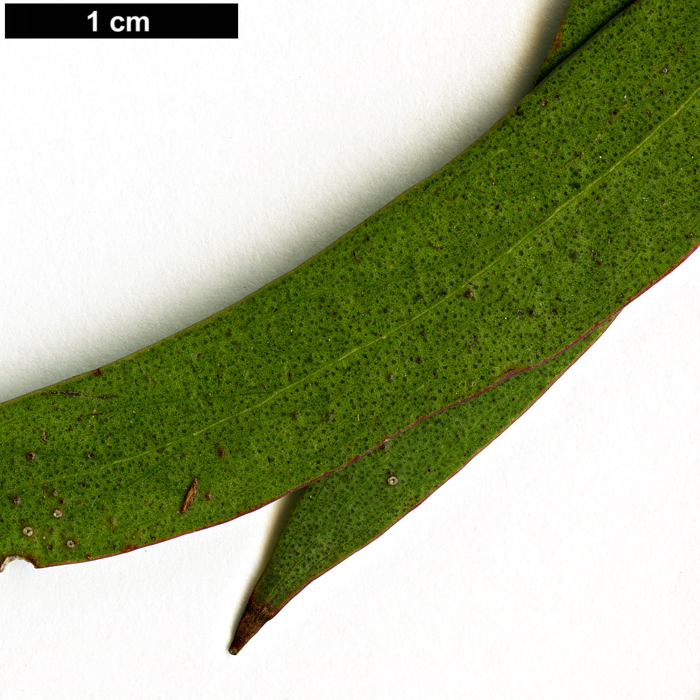 High resolution image: Family: Myrtaceae - Genus: Eucalyptus - Taxon: amygdalina