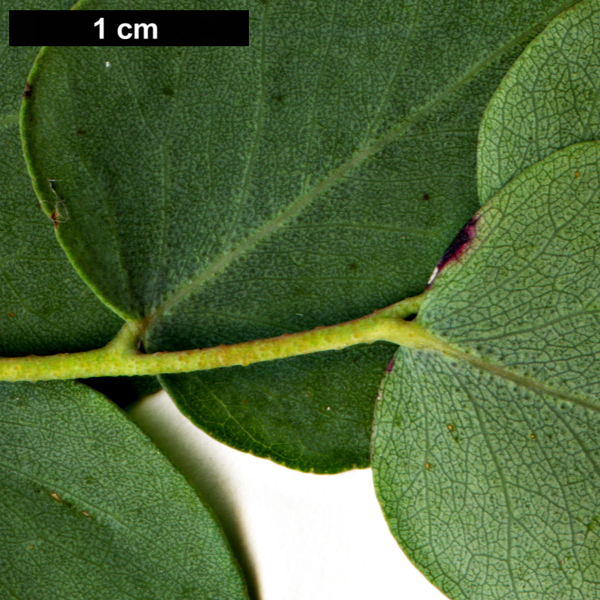 High resolution image: Family: Myrtaceae - Genus: Eucalyptus - Taxon: bridgesiana