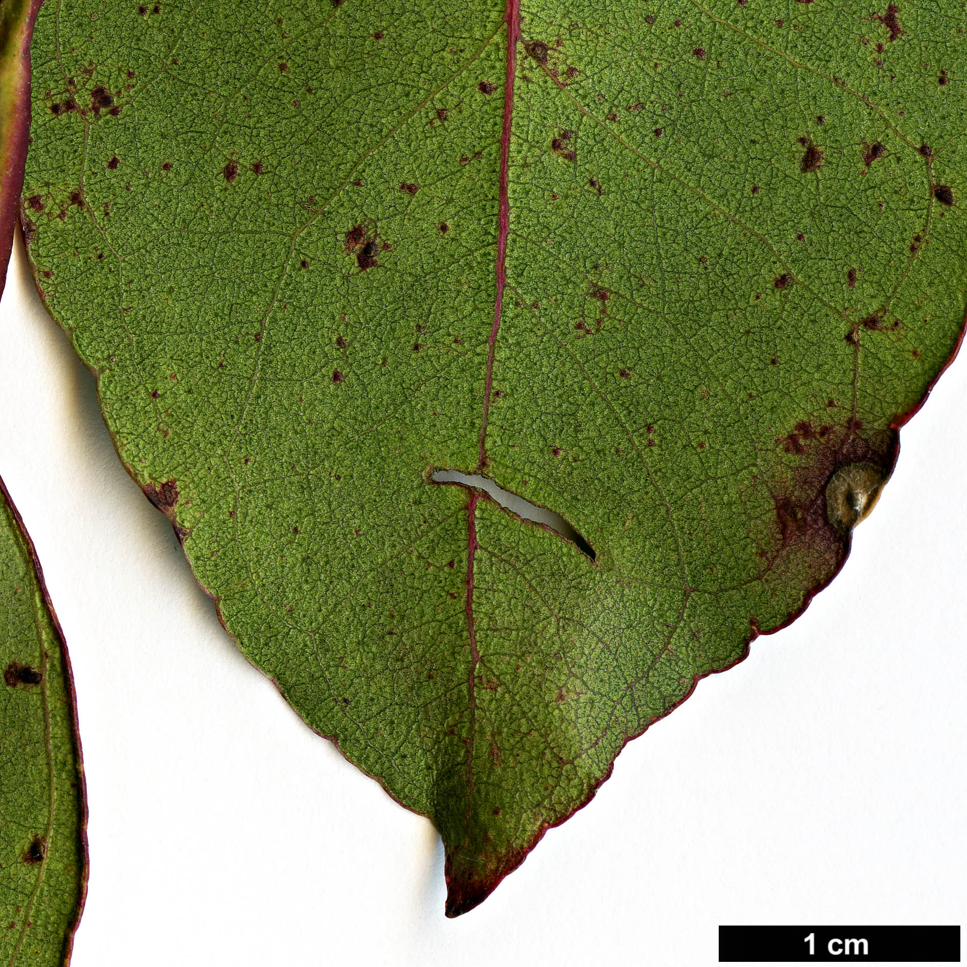 High resolution image: Family: Myrtaceae - Genus: Eucalyptus - Taxon: brookeriana