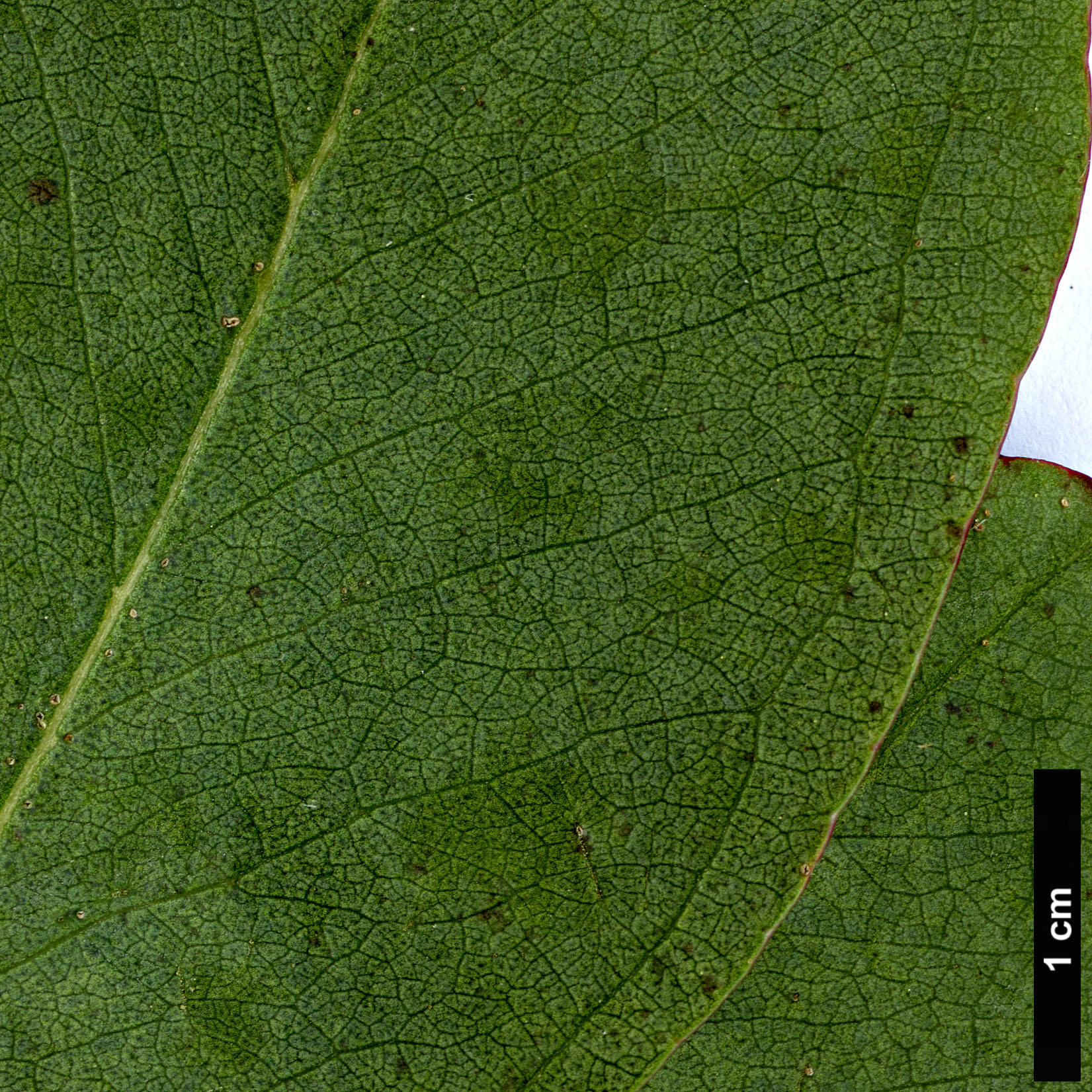 High resolution image: Family: Myrtaceae - Genus: Eucalyptus - Taxon: camphora